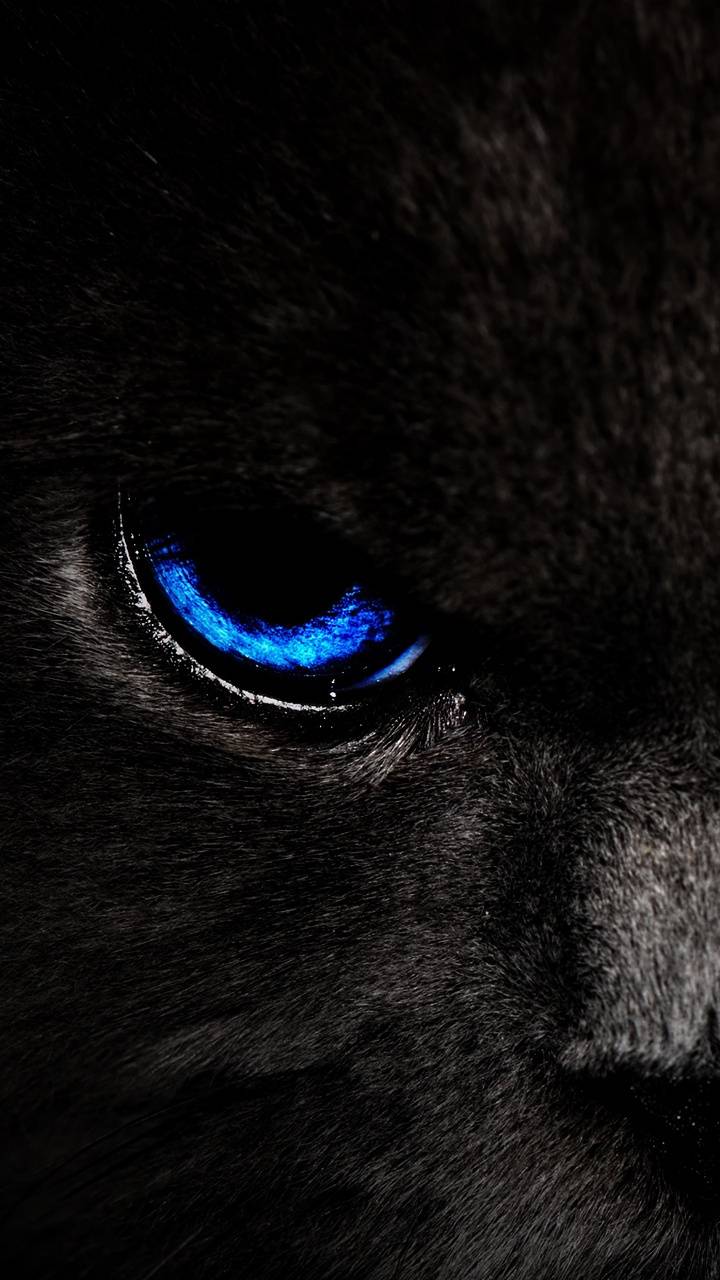 Cat Eyes Wallpaper
