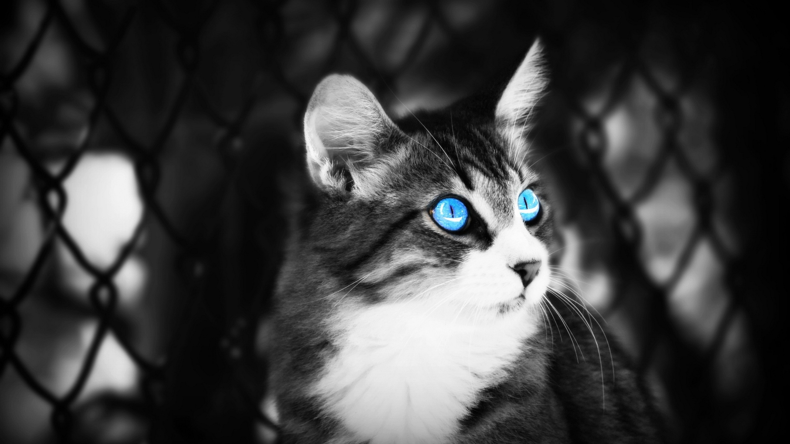 Cat With Blue Eyes Wallpapers - Wallpaper Cave