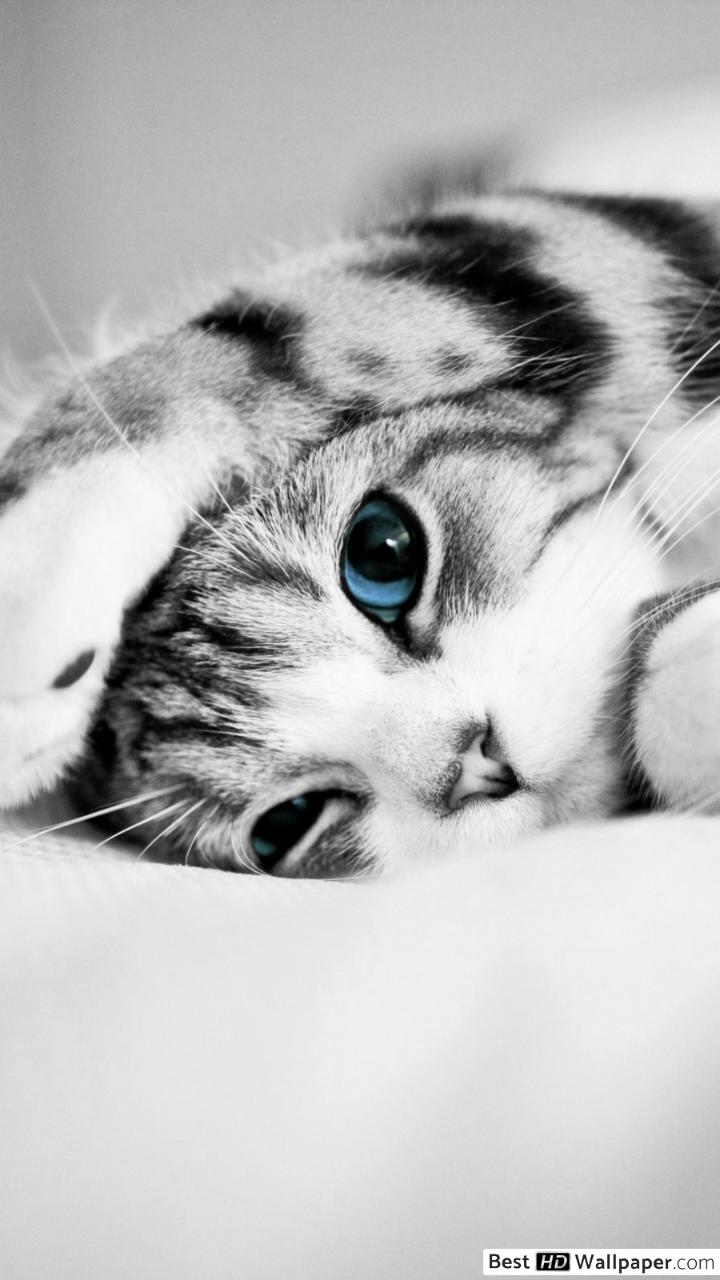 Adorable gray stripe kitten with blue eyes HD wallpaper download
