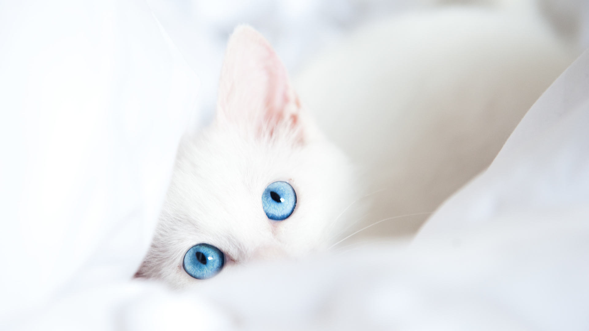Cat With Blue Eyes Wallpapers Wallpaper Cave