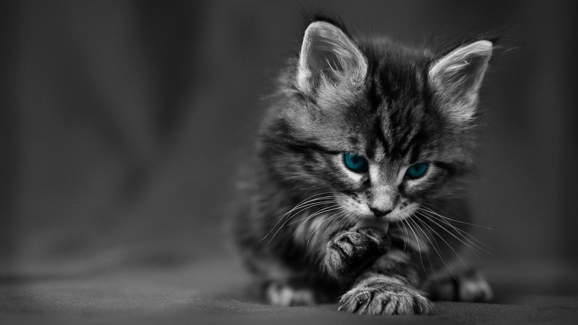 Cat Blue Eyes Live Wallpaper HD