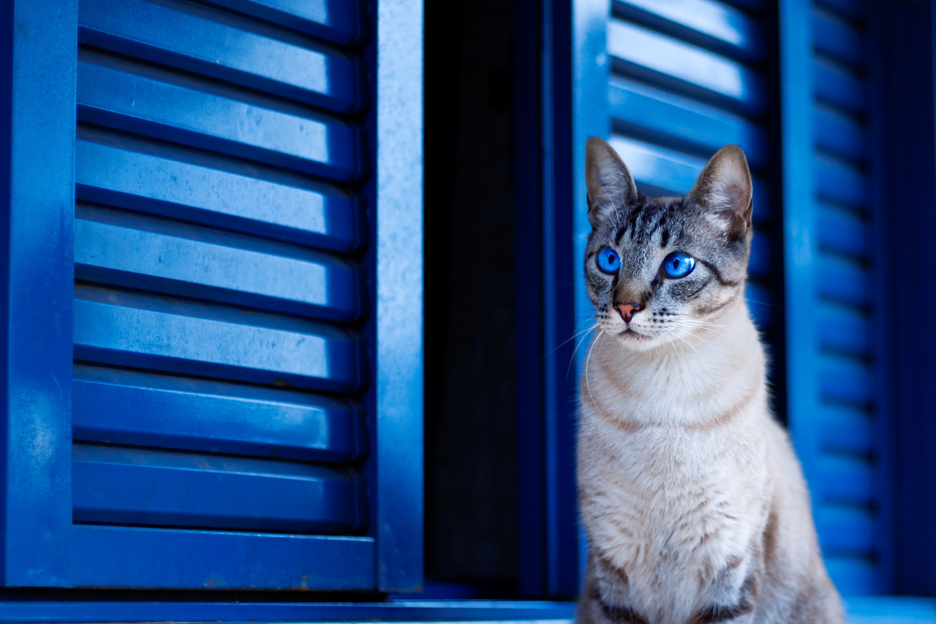 Cat With Blue Eyes 1152x864 Resolution HD 4k Wallpaper, Image, Background, Photo and Picture