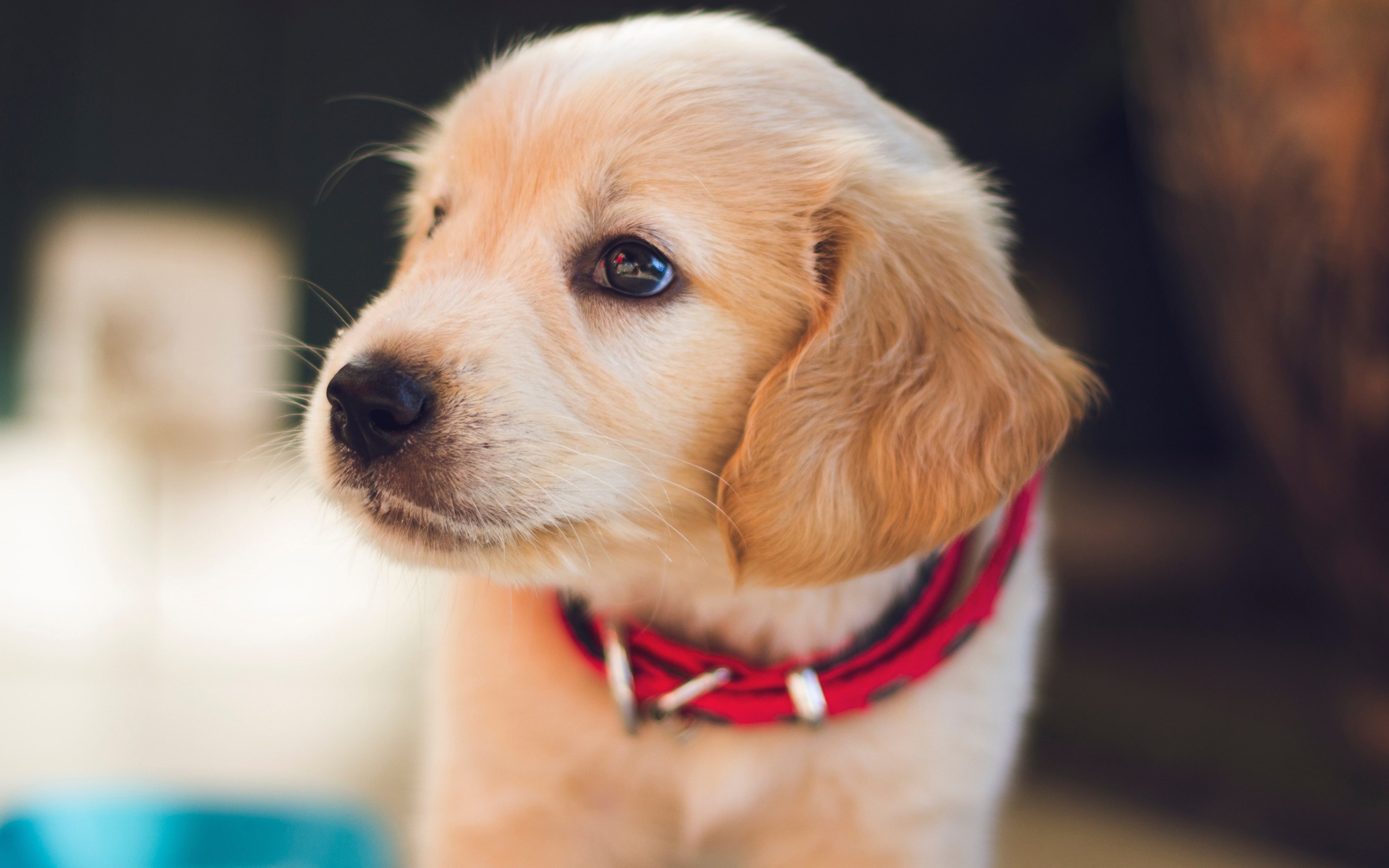 Golden Retriever 4K Wallpaper Free HD Wallpaper