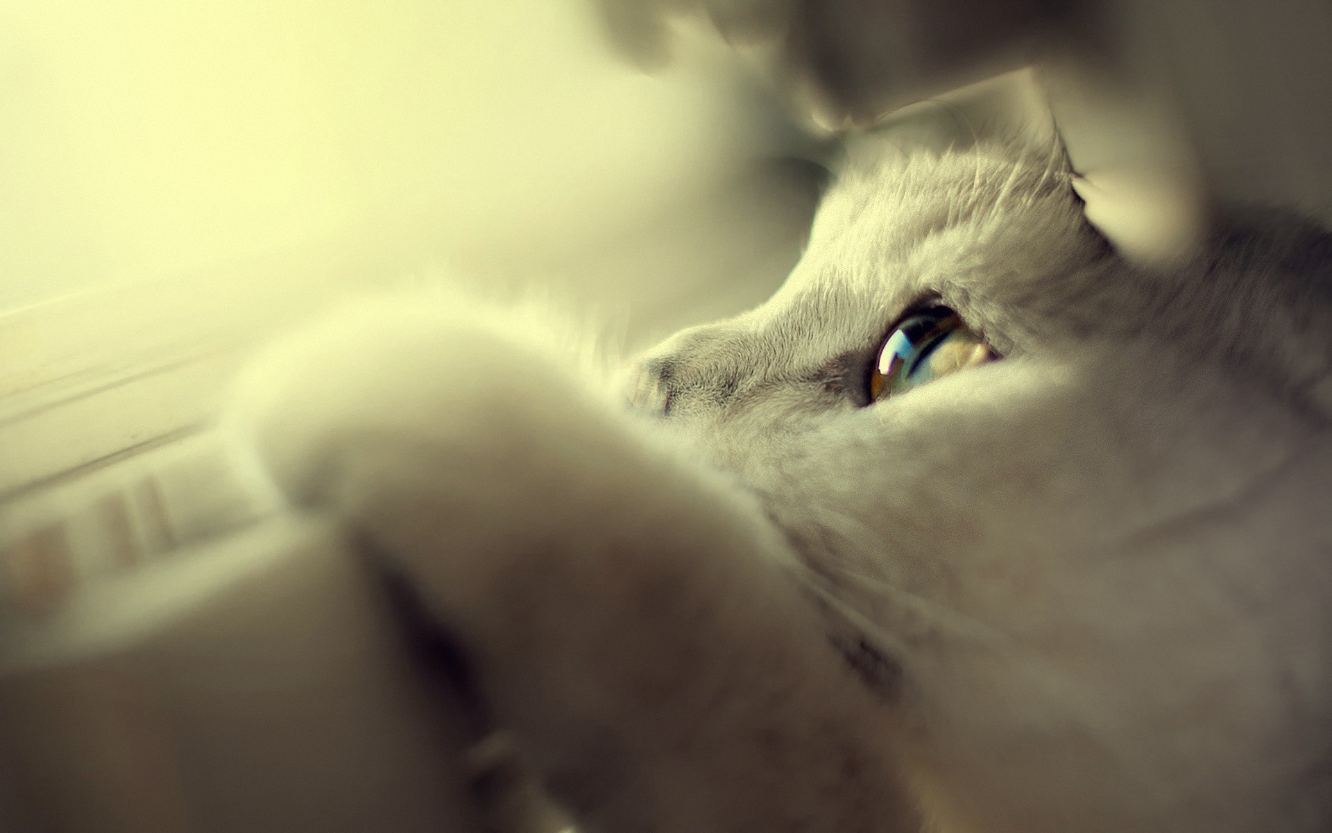 cute, White, Cats, Blue, Eyes Wallpaper HD / Desktop and Mobile Background
