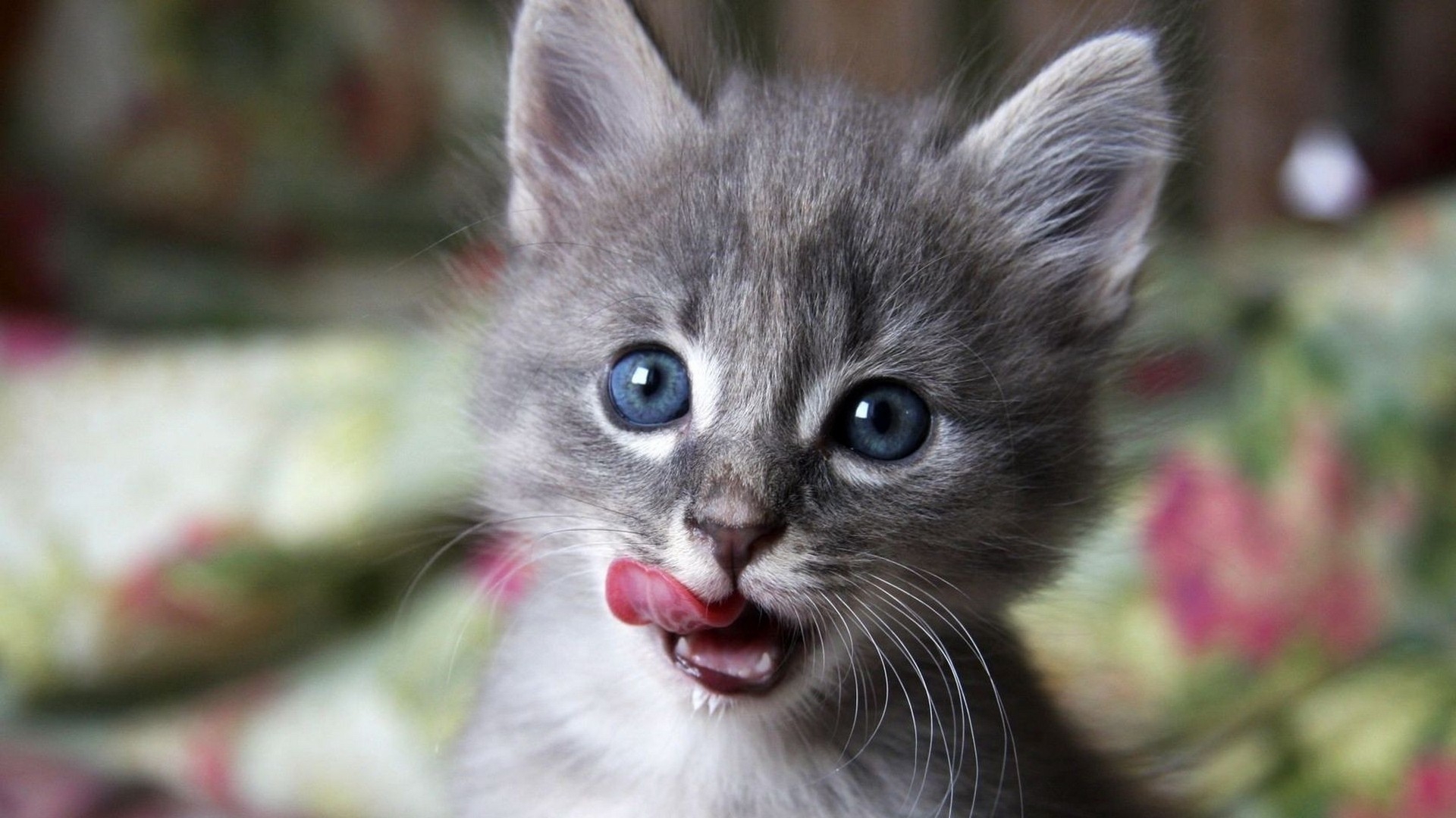 Download Wallpaper, Download 1920x1080 nature cats blue eyes animals kittens 1920x1080 wallpaper Wallpaper –Free Wallpaper Download