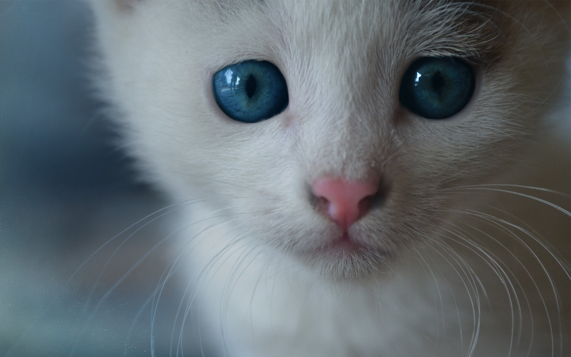 White Cat Blue Eyes HD Wallpaper