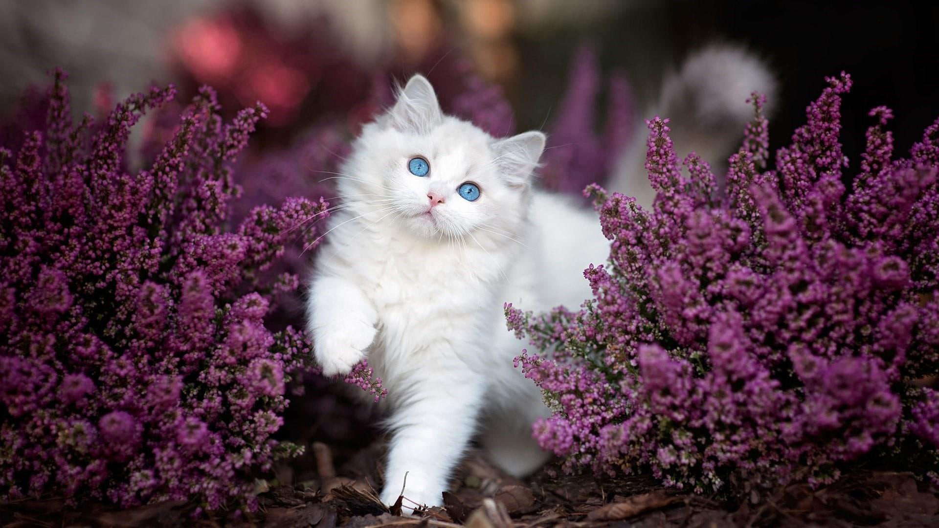 Blue Eyes White Cat Kitten Is Standing Between Purple Flowers Plants HD Kitten Wallpaper