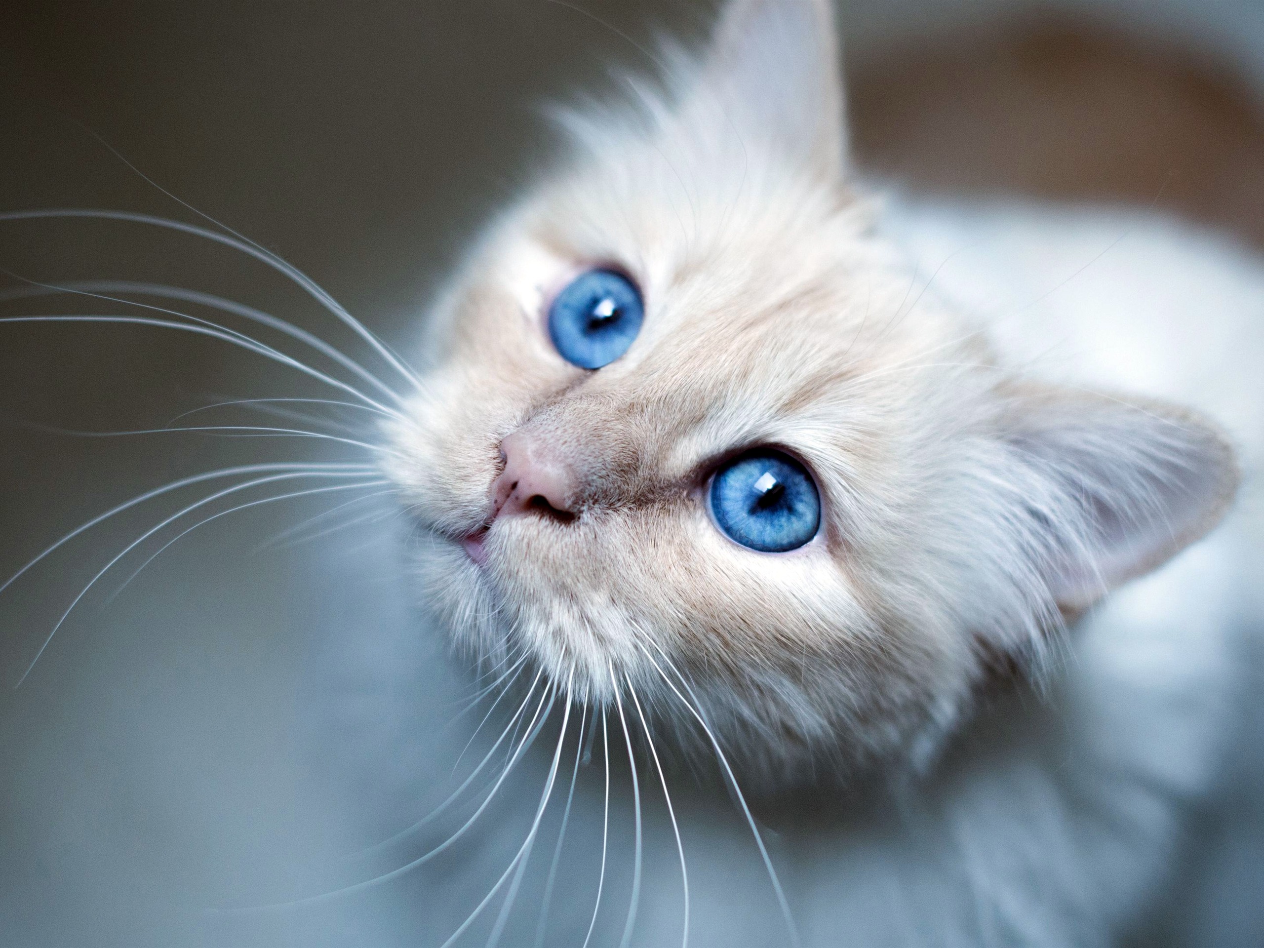 Burmese Cat Blue Eyes 2020 Animal HD Photography