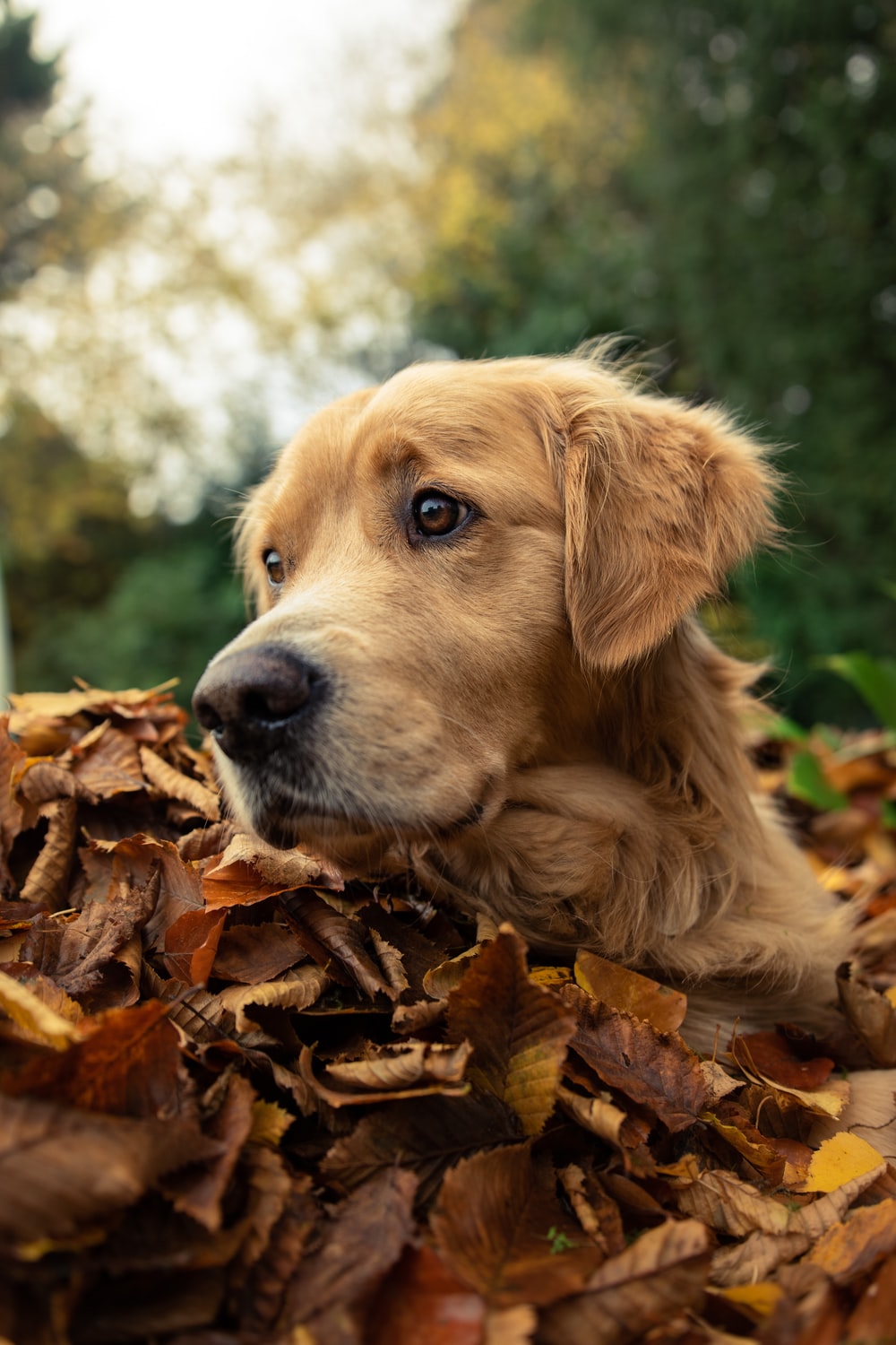 Golden Retriever Picture [HD]. Download Free Image