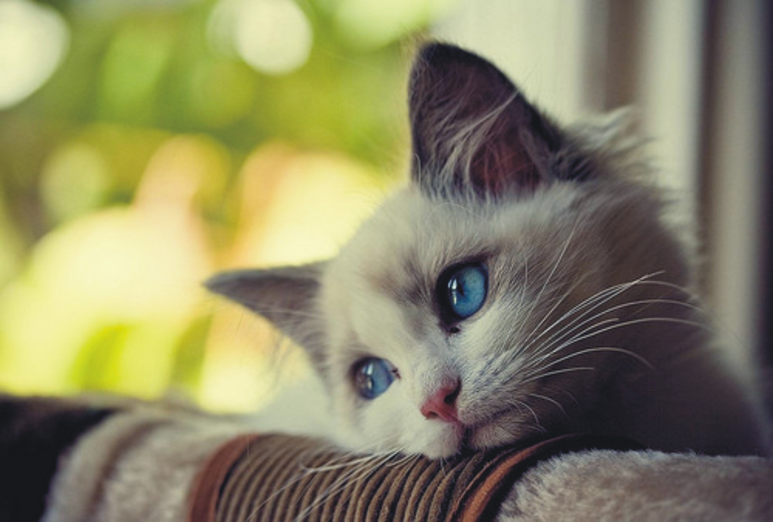 Blue Eyes Kitten Wallpaperx1826