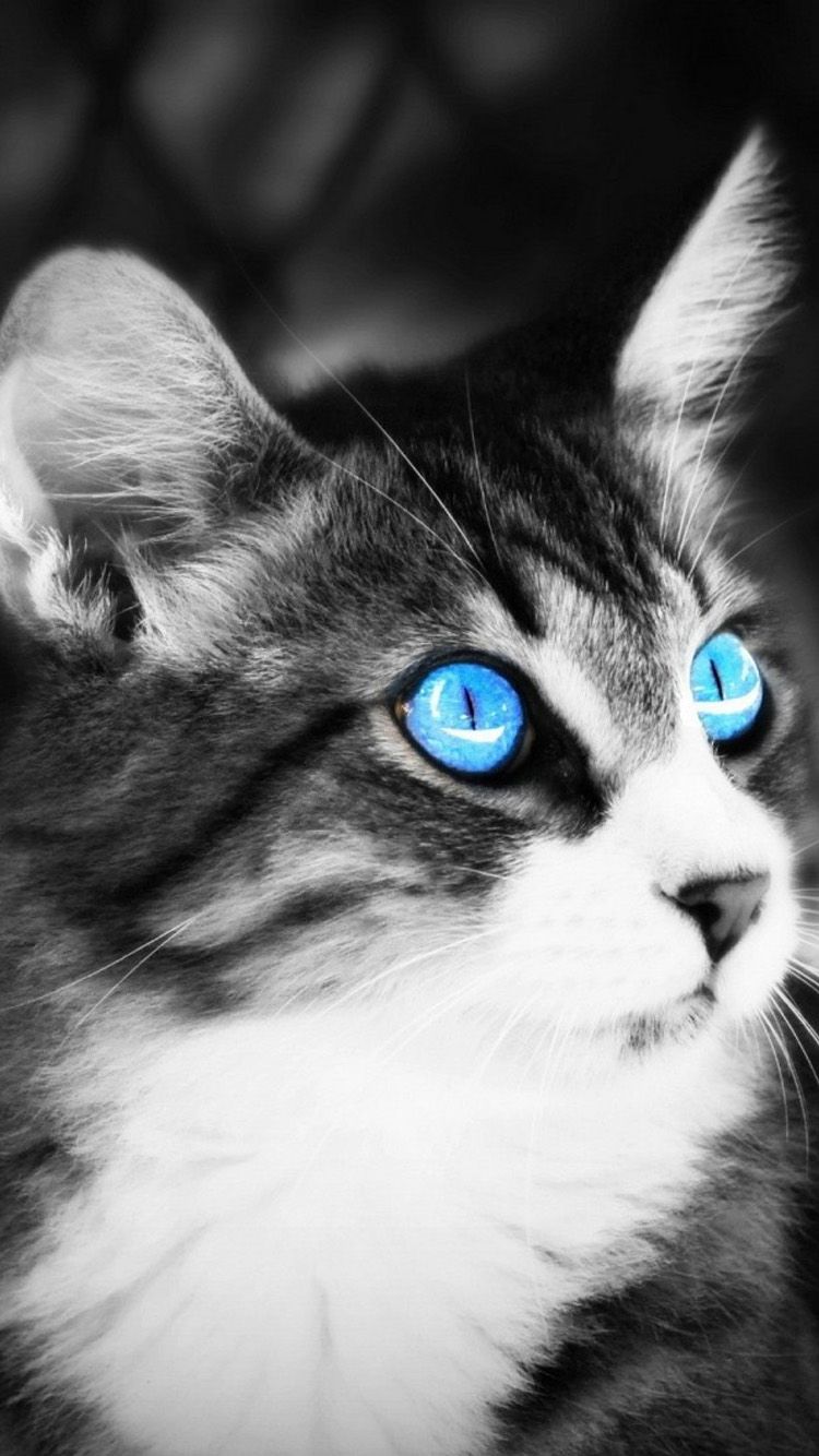 Cat With Blue Eyes Wallpapers - Wallpaper Cave