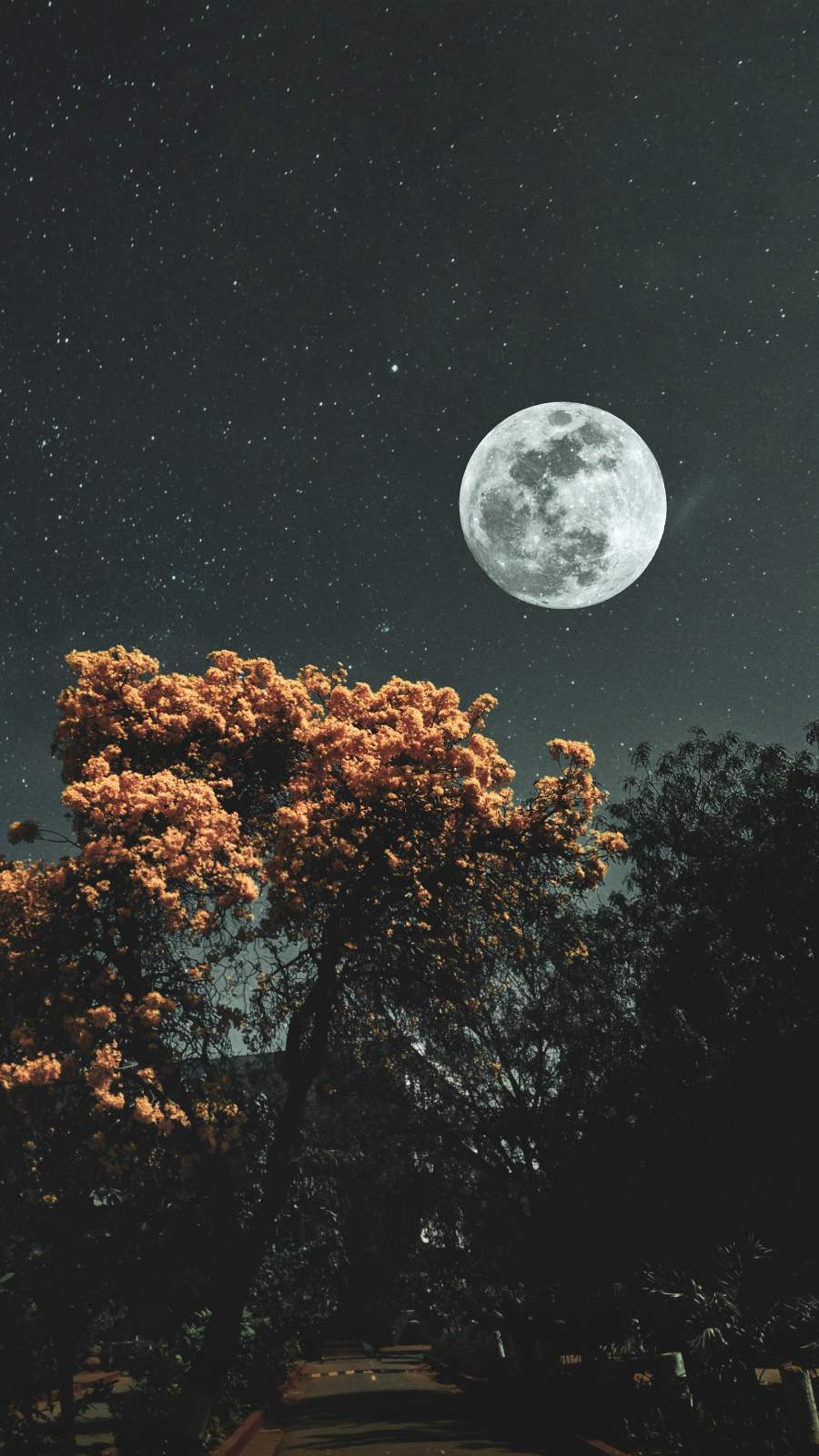Moon Stars And Trees IPhone Wallpaper Wallpaper, iPhone Wallpaper