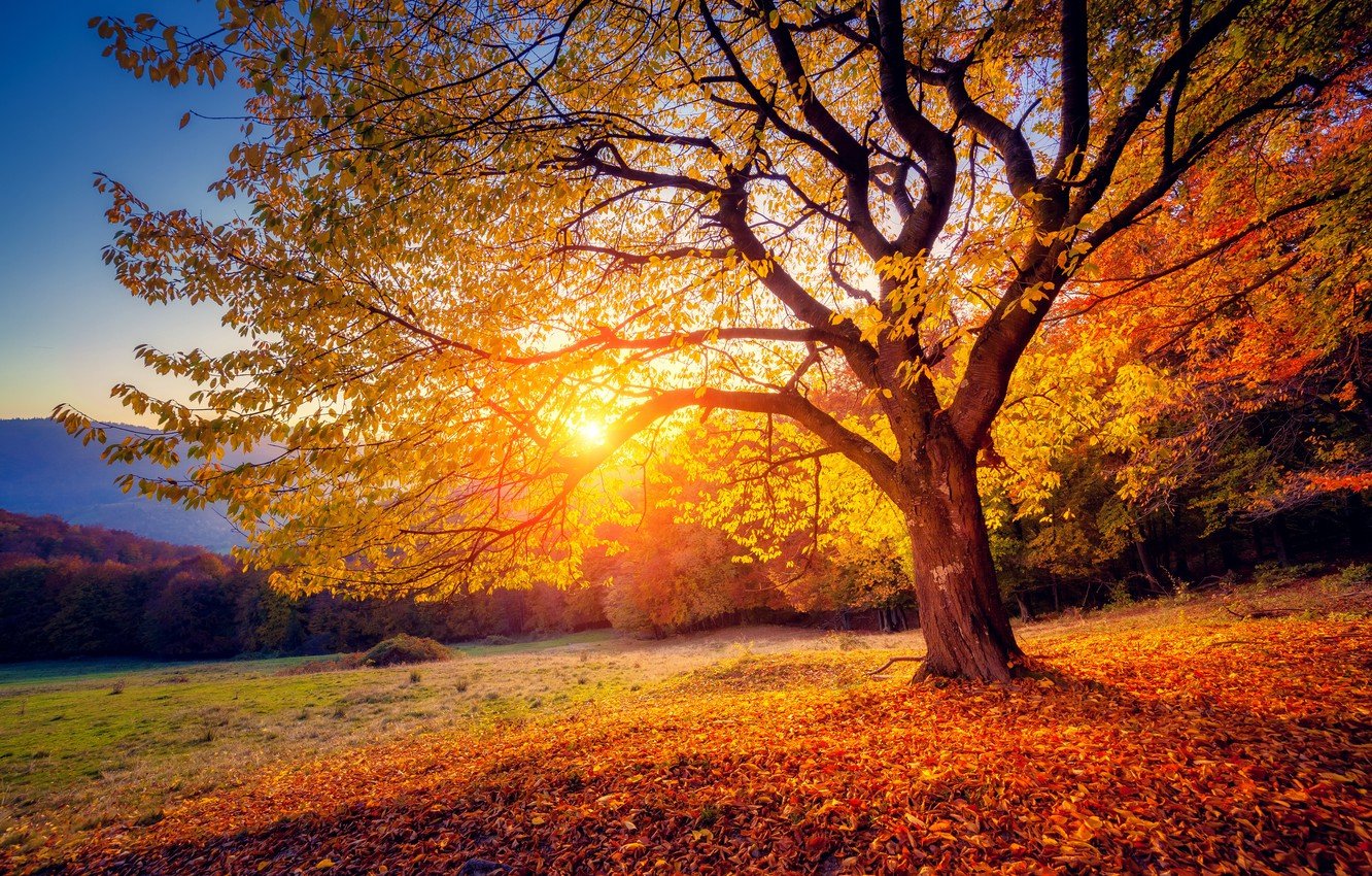Wallpaper autumn, leaves, sunset, tree image for desktop, section пейзажи