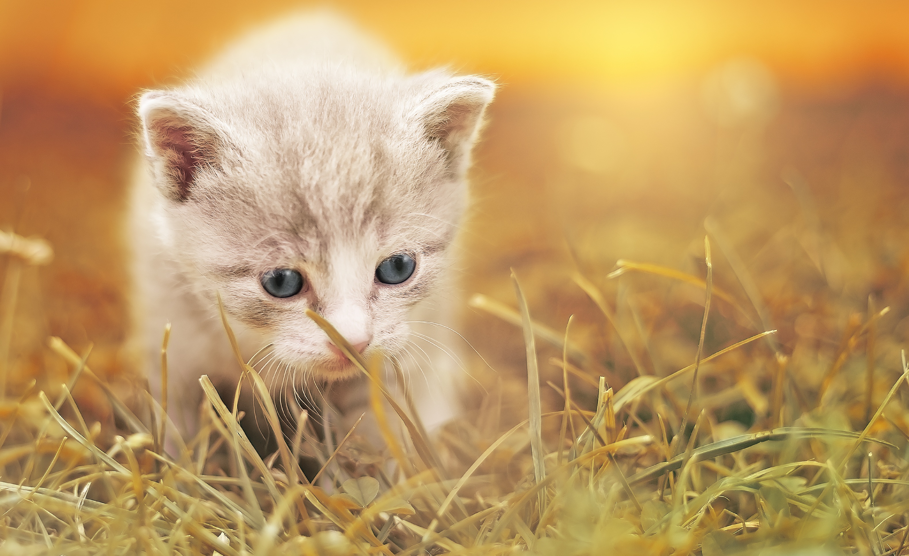 Cute Baby Cat Wallpaper HD