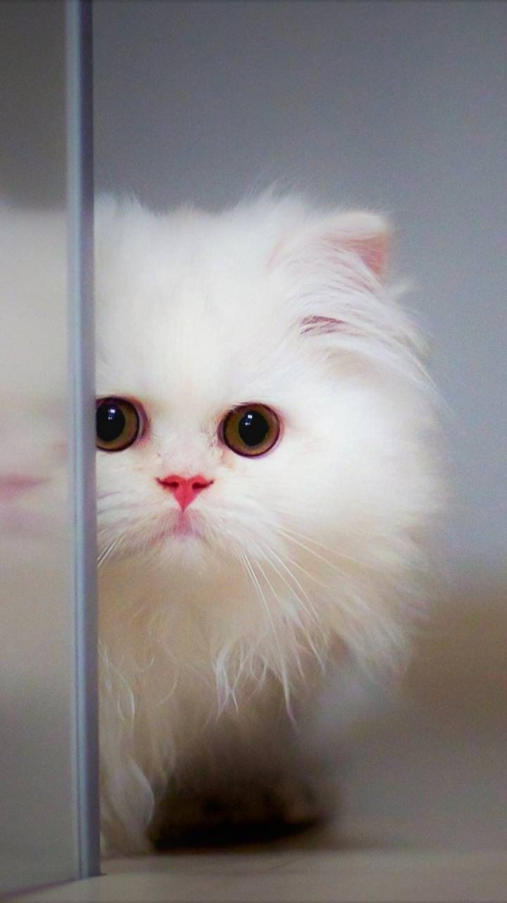 The master training for cat. Kitten wallpaper, Kittens cutest, White kittens
