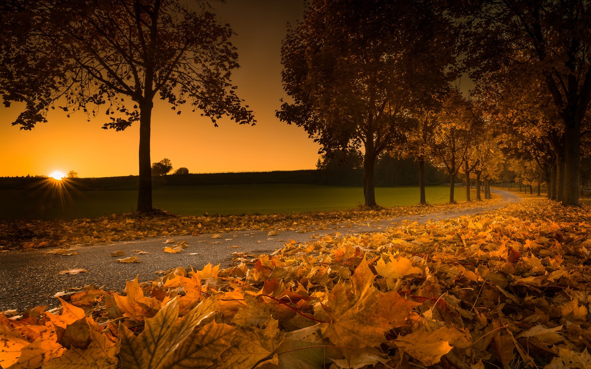 Wallpaper Austria, yellow maple foliage, road, trees, sunset, autumn 1920x1200 HD Picture, Image