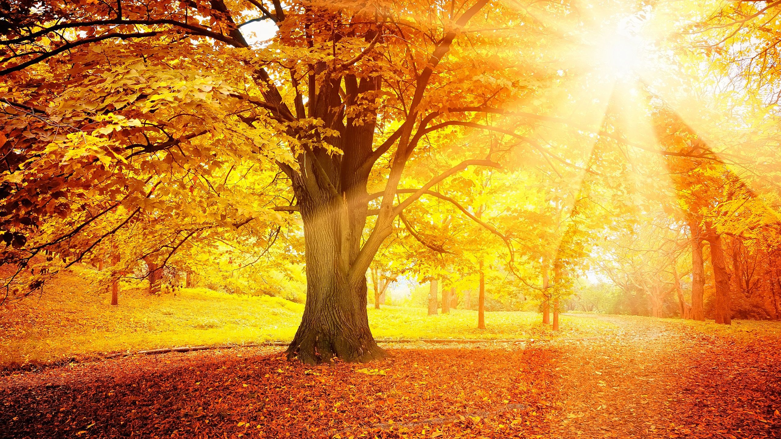 Autumn Sunsets ideas. solar installation, nature, solar solutions