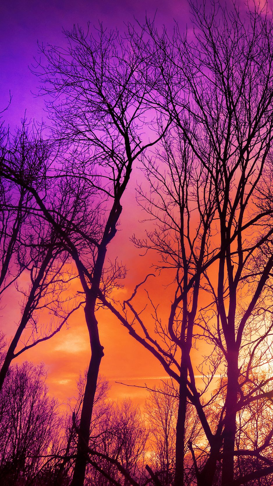 Download Wallpaper 938x1668 Trees, Sunset, Autumn Iphone 8 7 6s 6 For Parallax HD Background