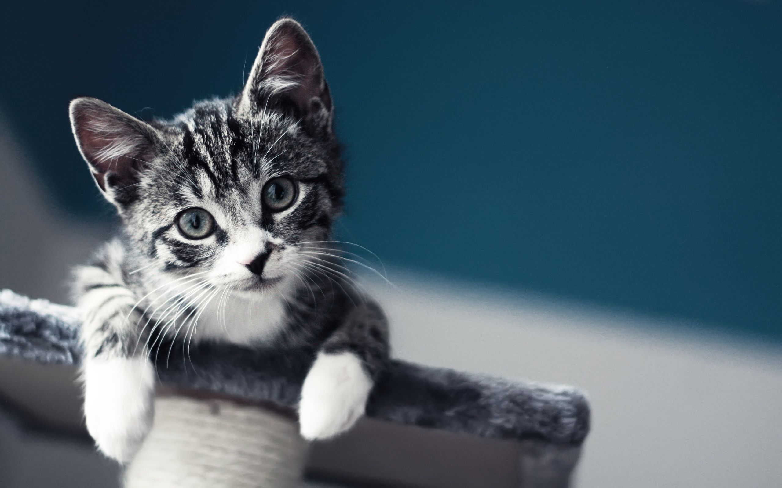 Baby Cat Full HD Wallpaper