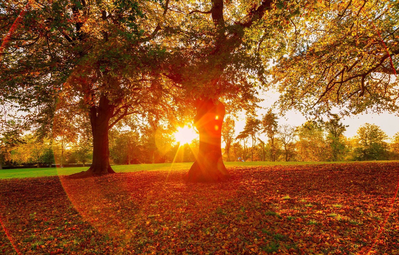 Wallpaper autumn, trees, sunset, Park image for desktop, section пейзажи