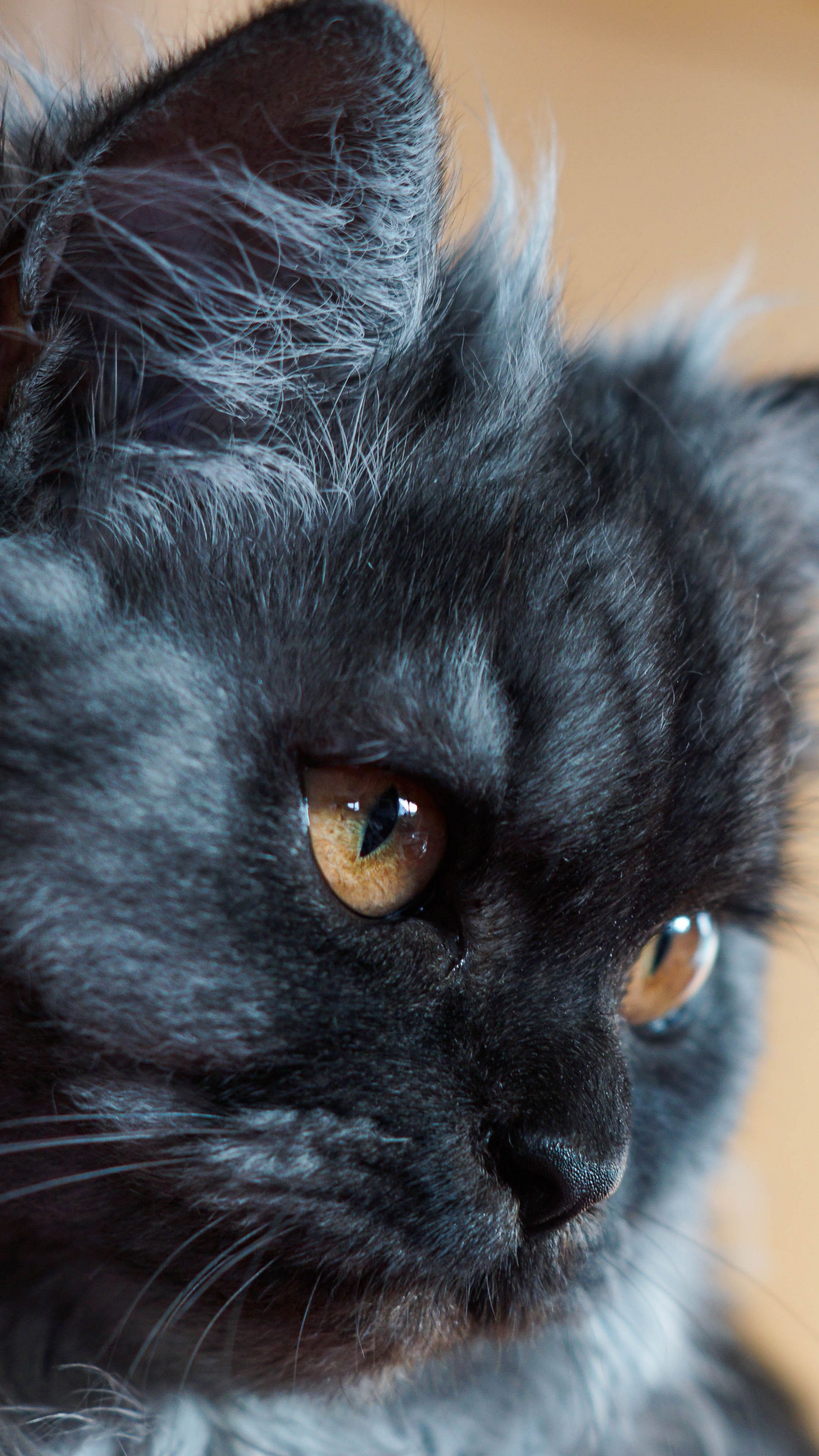 Cat Image Full HD Wallpaper