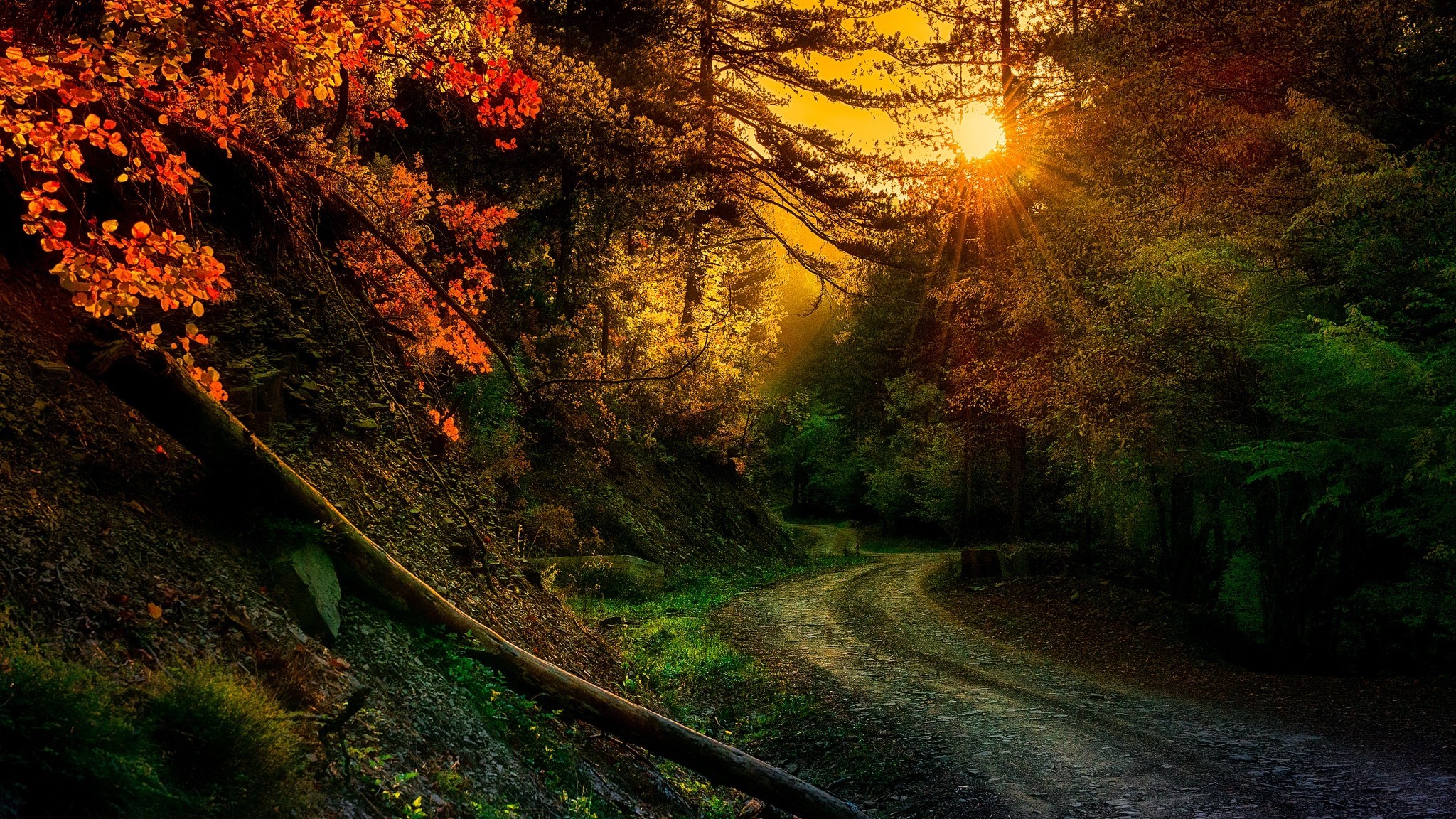 nature, Photography, Landscape, Forest, Fall, Trees, Sunset, Path, Dirt Road, Sun Rays, Sunlight, Greece Wallpaper HD / Desktop and Mobile Background