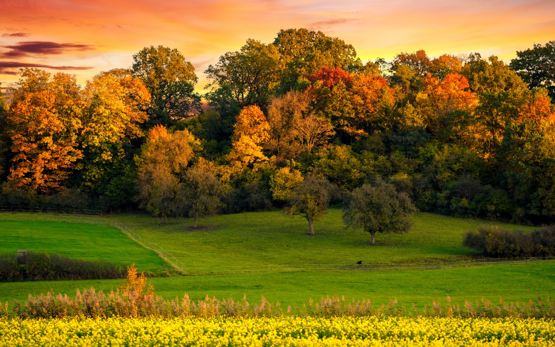 Autumn trees Wallpaper 4K, Sunset, Landscape, Afterglow, Meadow, Nature