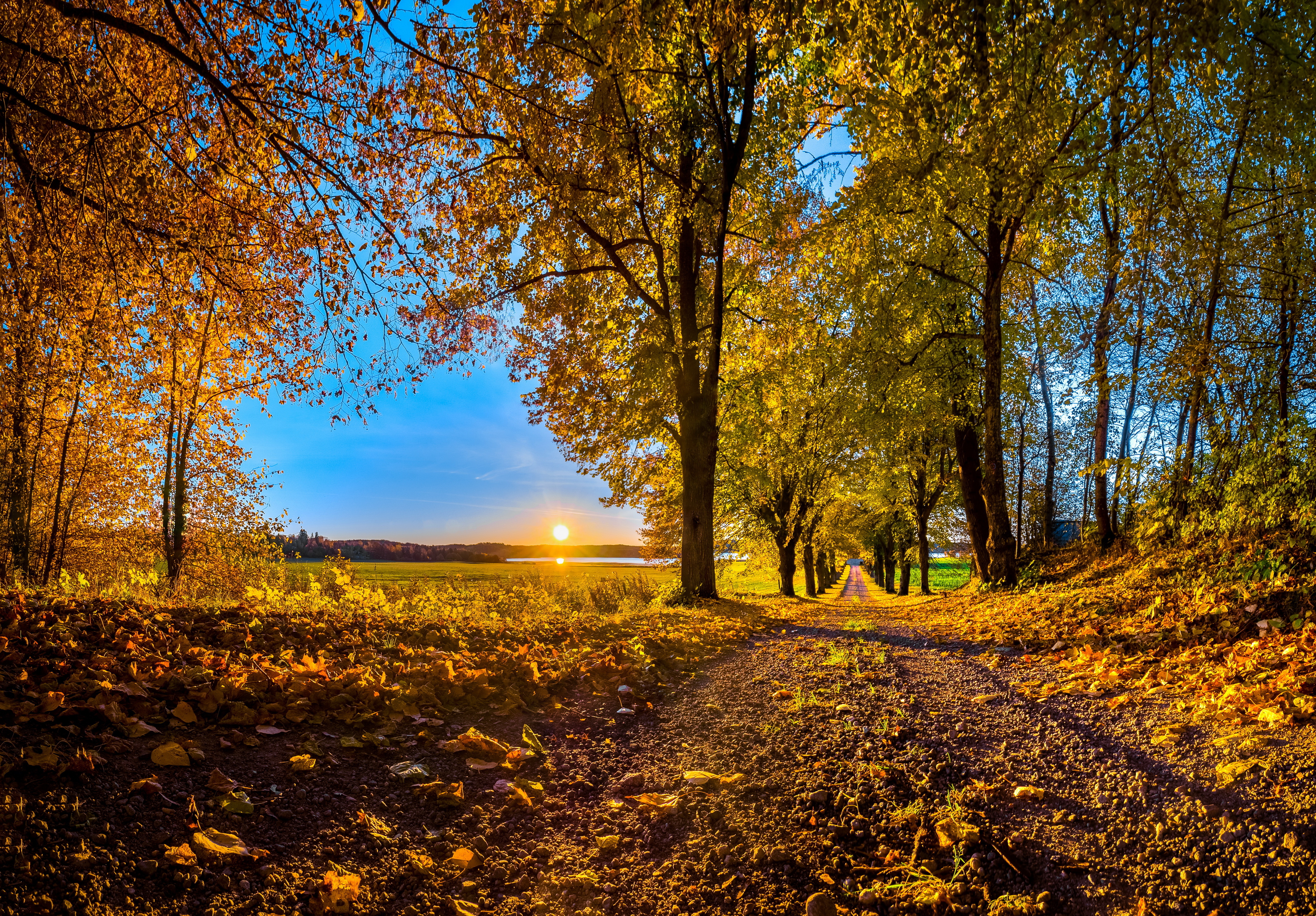 Autumn road trees sunset wallpaper