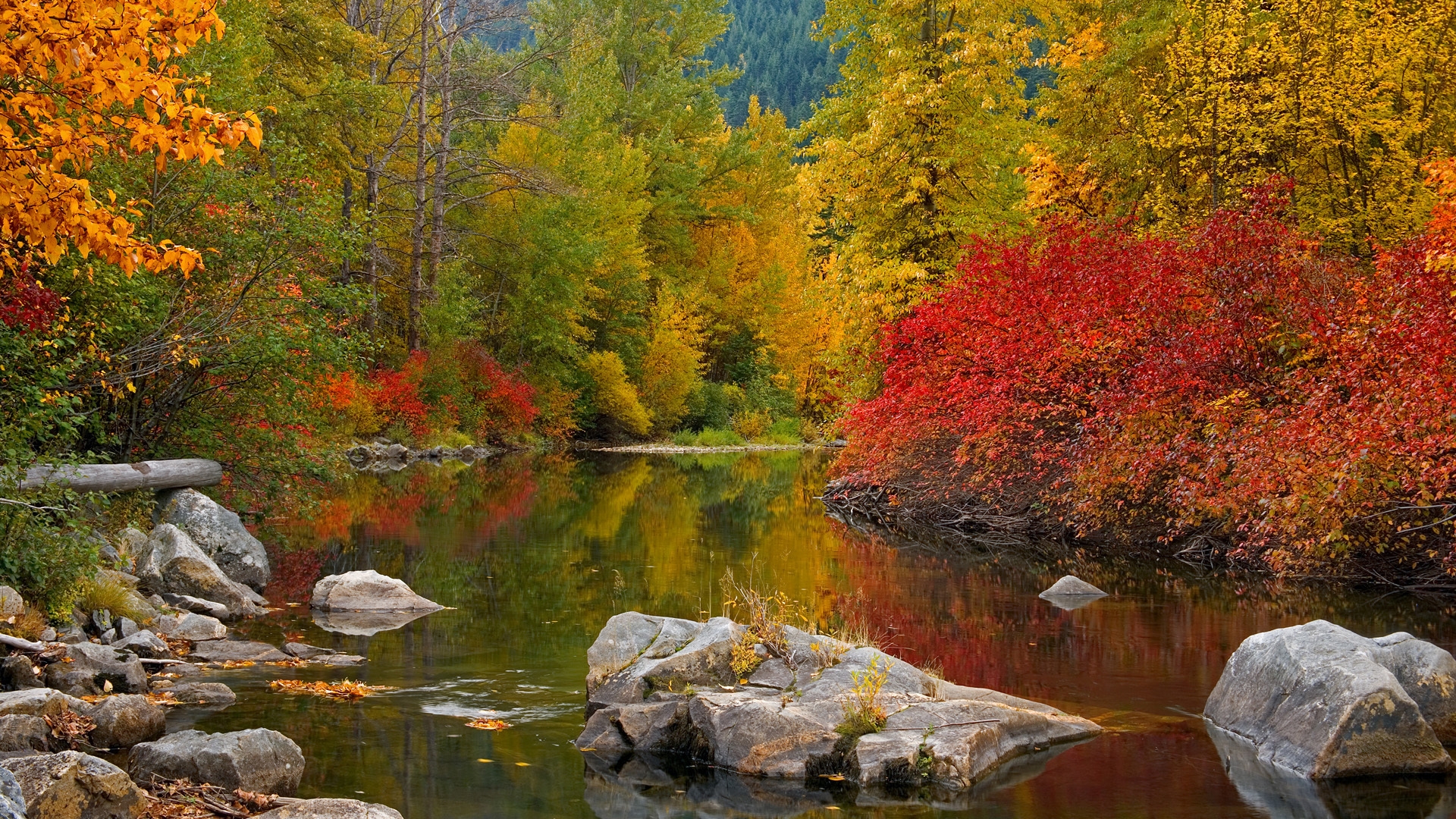 autumn river wallpaper