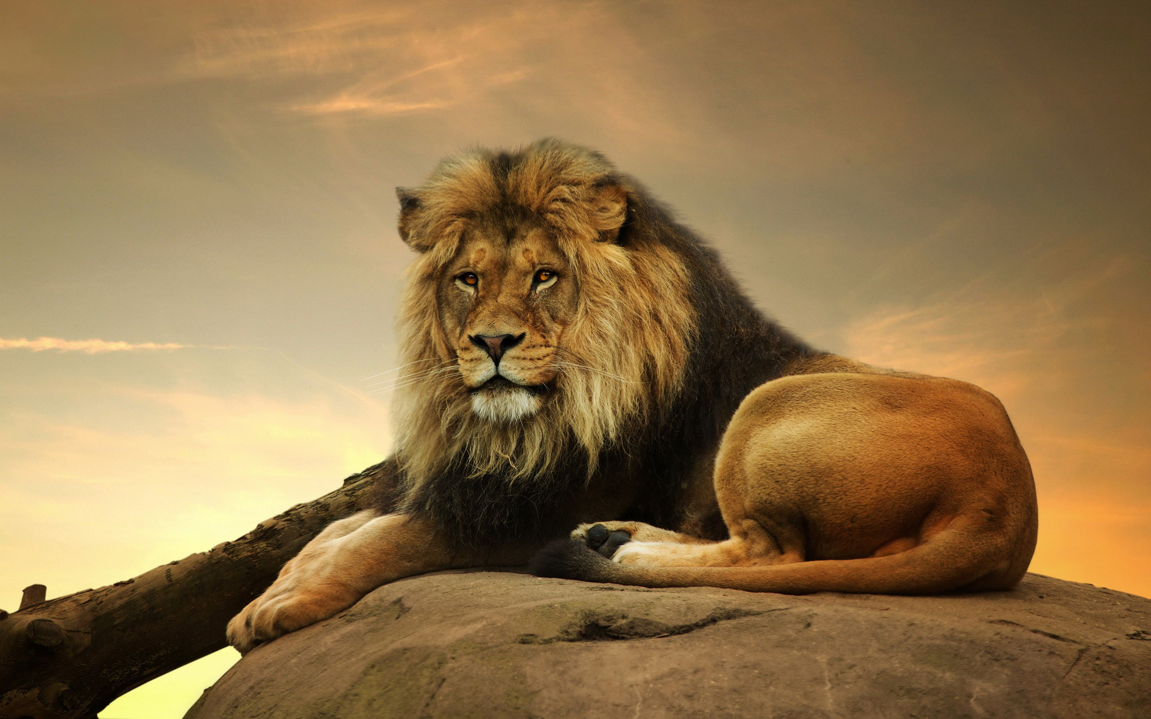 male lion pictures wallpapers