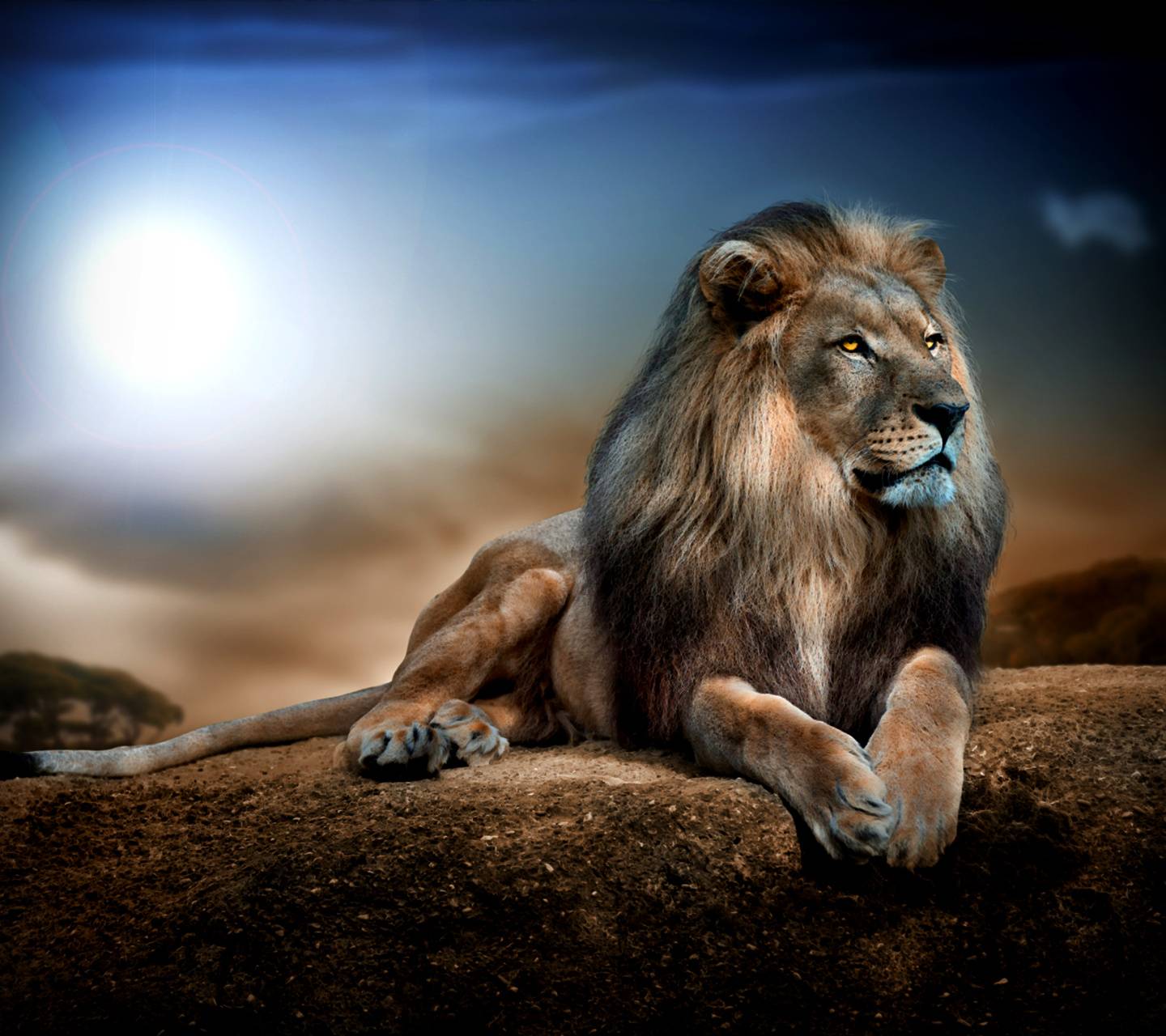 Majestic Lion Wallpapers - Wallpaper Cave