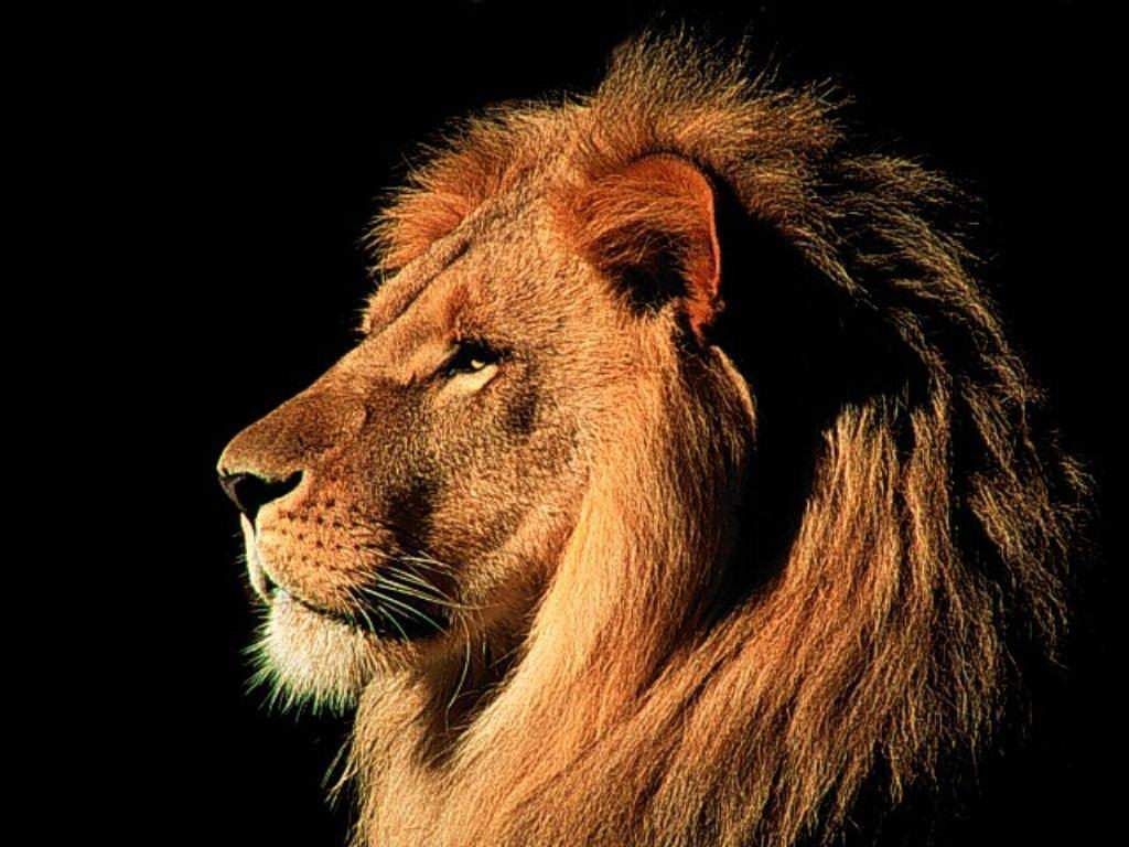 male lion pictures wallpapers