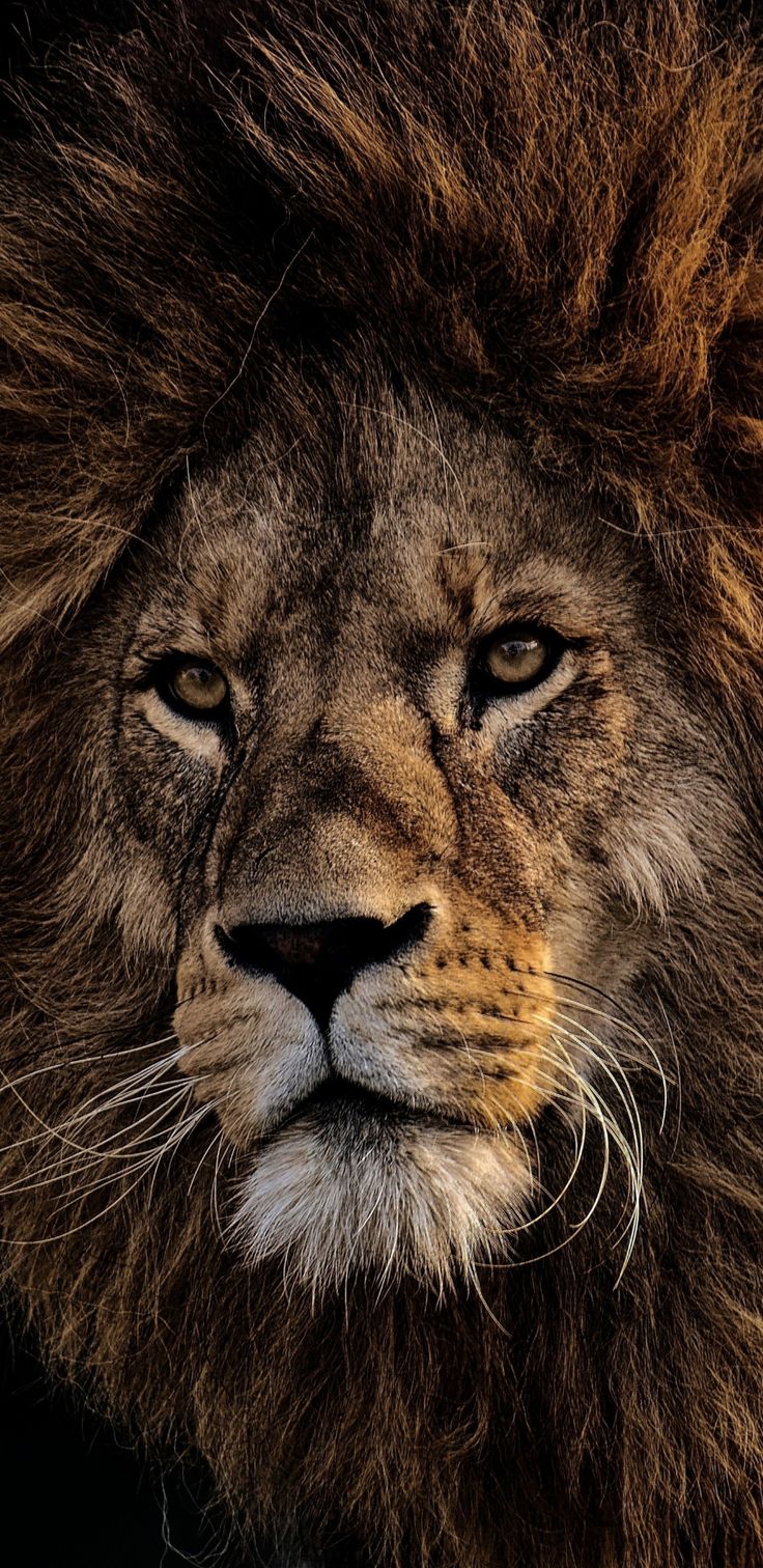 Lion wallpaper. Lion wallpaper, Lion picture, Lion photography