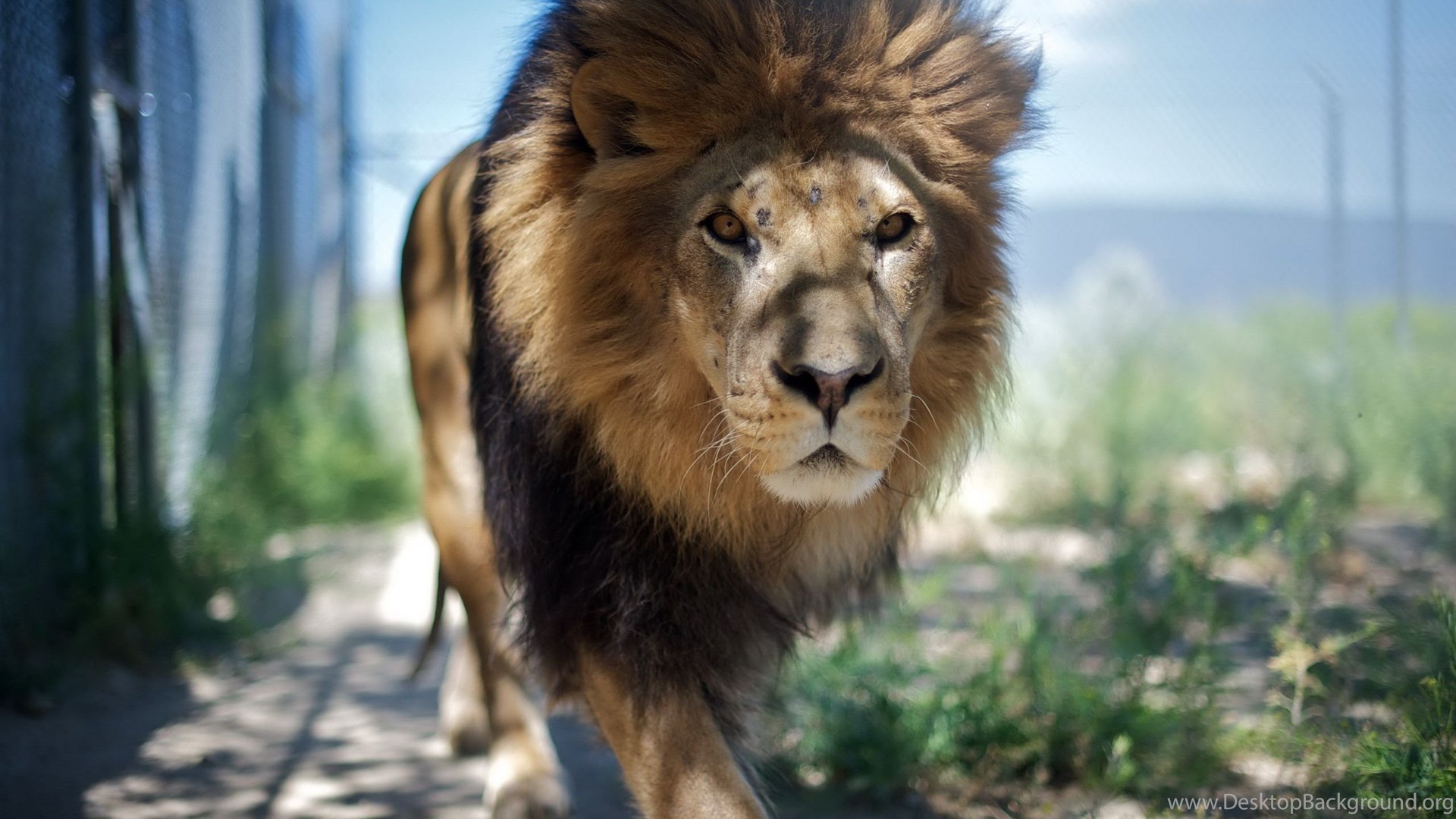 Majestic Male Lion Wallpaper Desktop Background