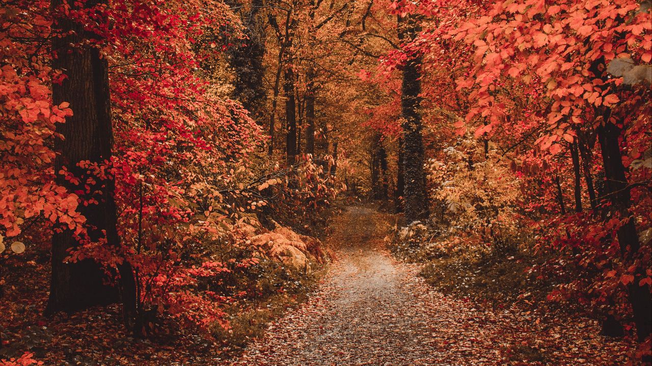 Download wallpaper 1280x720 autumn, forest, path, foliage, trees, autumn colors hd, hdv, 720p HD background