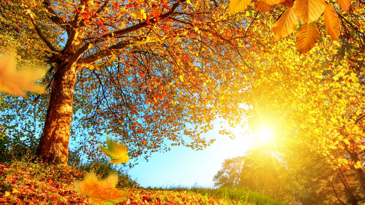 Download 1280x720 Autumn, Leaves, Sunlight, Trees, Sky Wallpaper