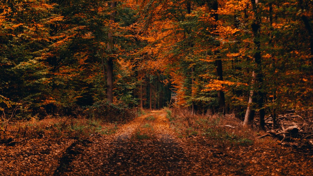 Download wallpaper 1280x720 forest, path, autumn, foliage, fallen, trees, autumn landscape hd, hdv, 720p HD background