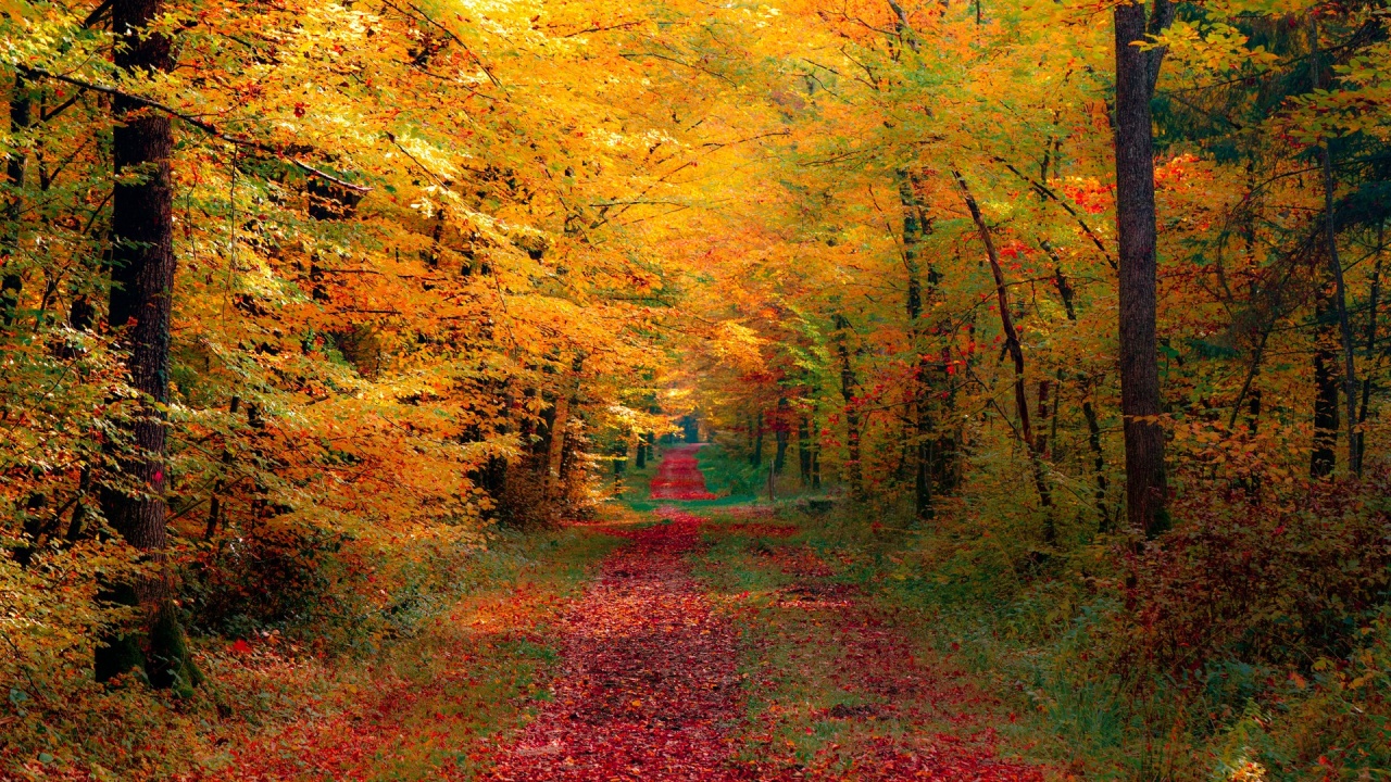 Autumn Forest desktop PC and Mac wallpaper