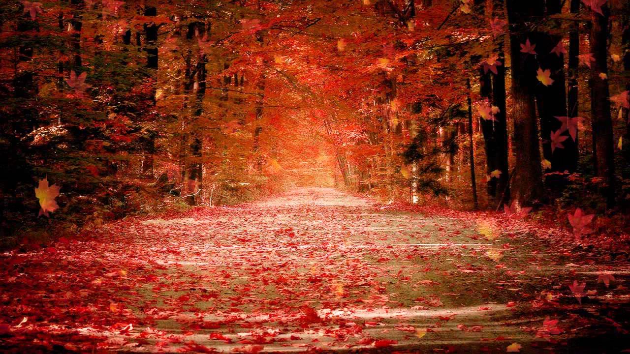 Red Fall Leaves Background HD Wallpaper