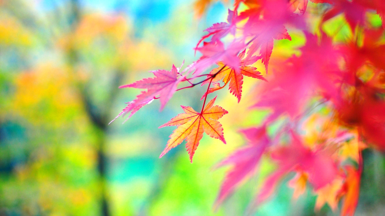 Fall Wallpaper Resolution Autumn Background