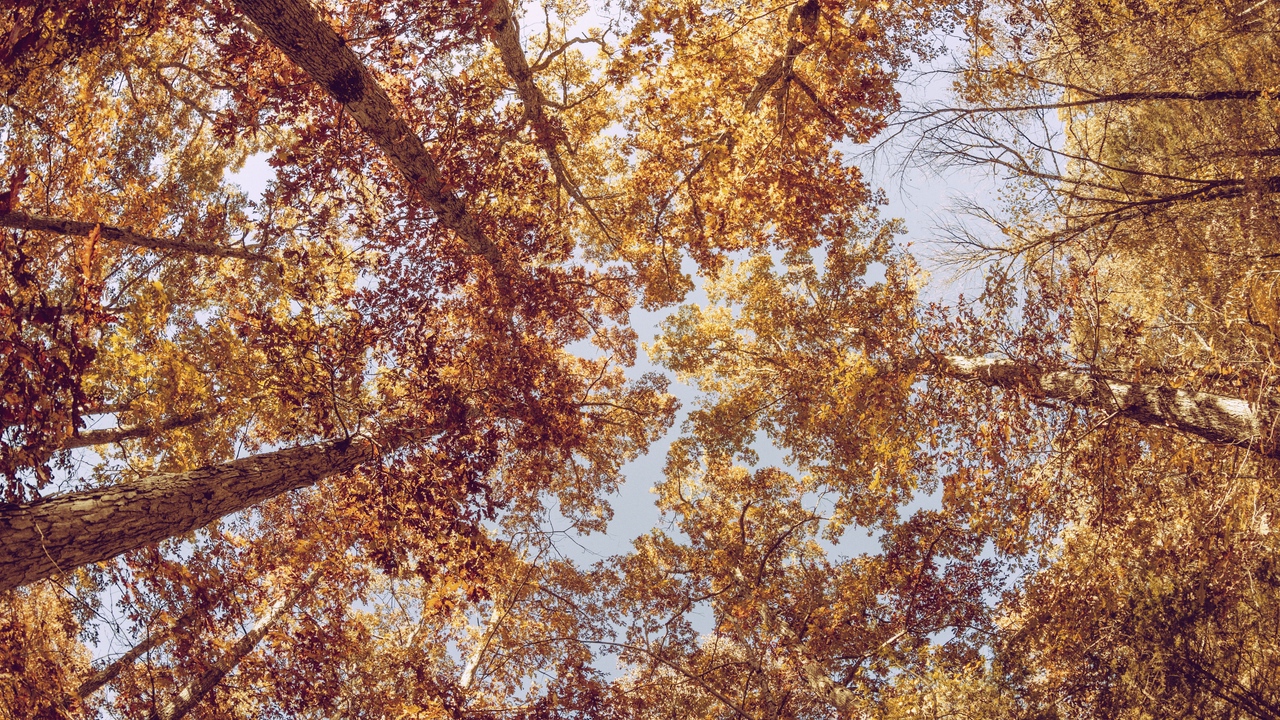 Wallpaper Trees, View From Below, Autumn