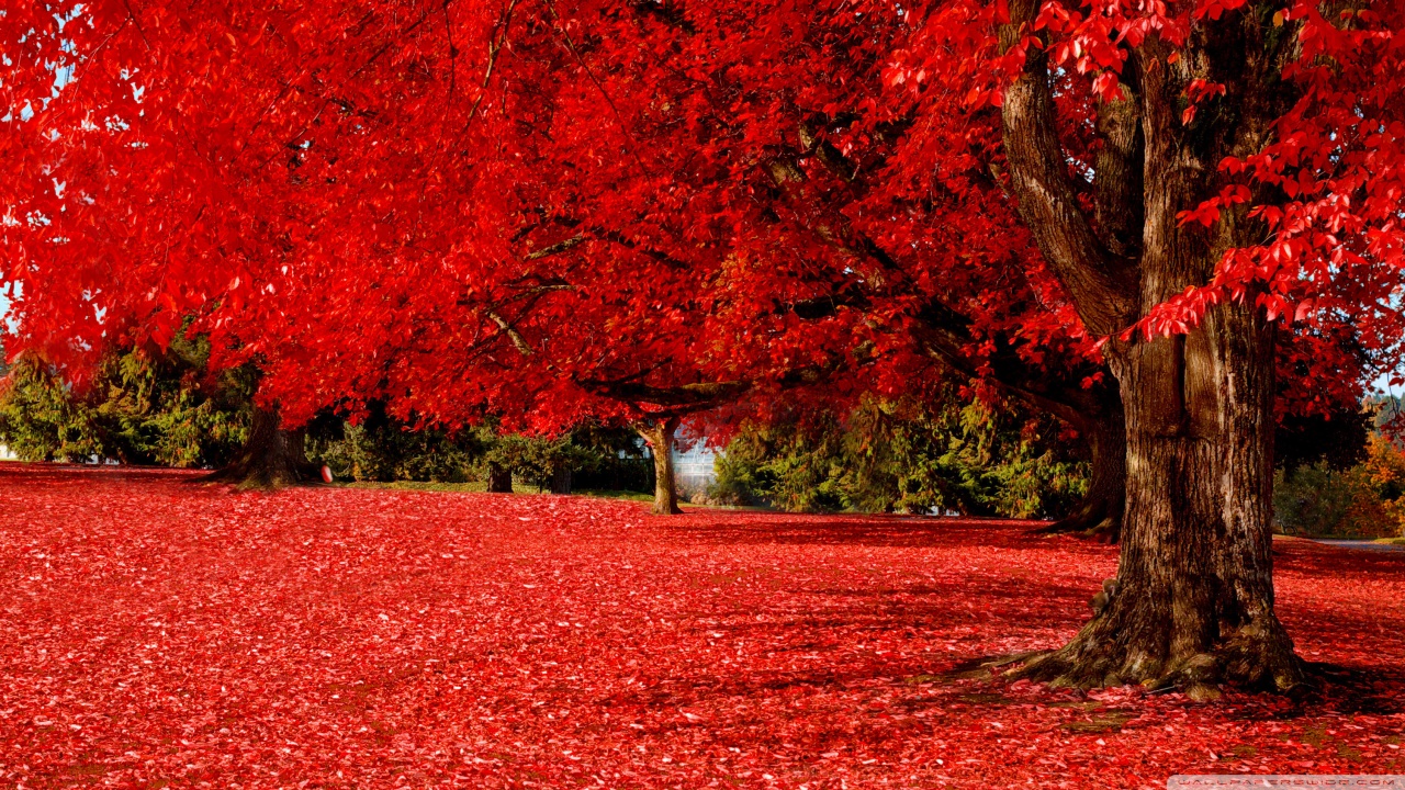 High Definition Autumn Wallpaper