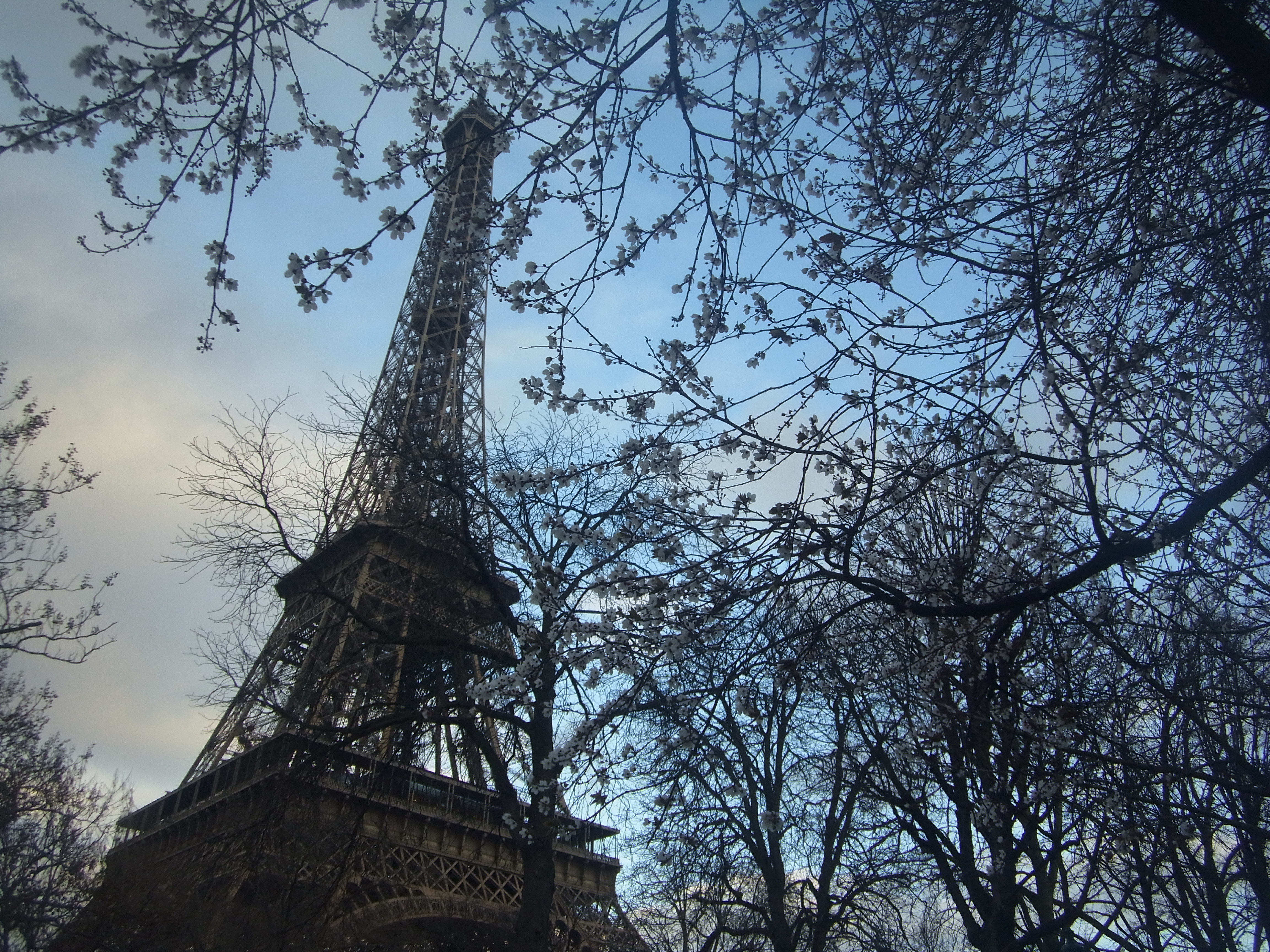 Wallpaper, Paris, tower, rain, wind, eiffel, toureiffel, sakura, yesterday, ricoh, cerisier, px 4608x3456