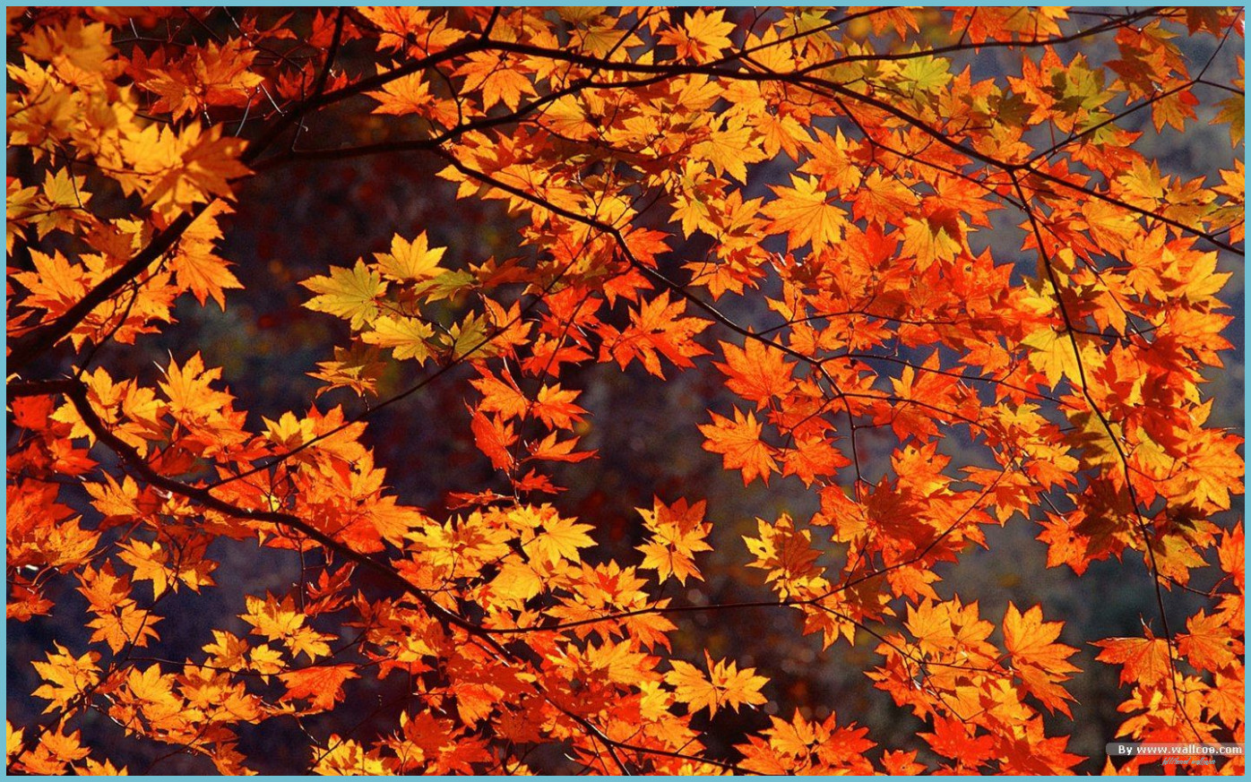 Autumn Wallpaper High Definition Autumn Leaves Wallpaper, Free Themed Wallpaper