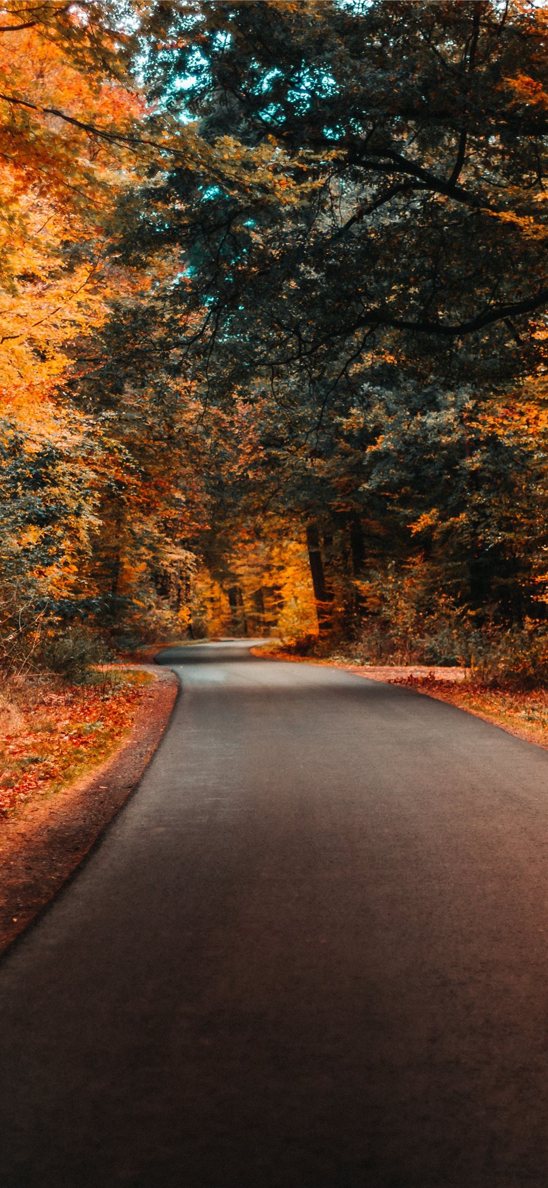 concrete road and autumn trees iPhone X Wallpaper Free Download
