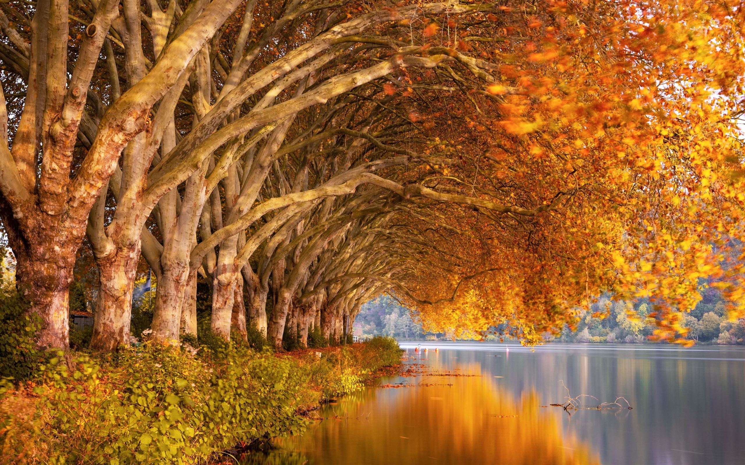 autumn trees orange lake 5k MacBook Pro Wallpaper Download