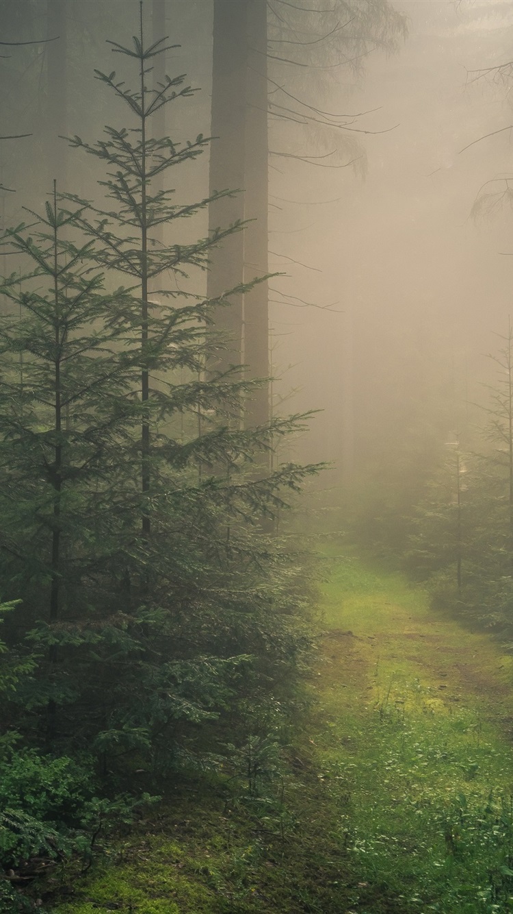 IPhone Wallpaper Baden Wurttemberg, Black Forest, Fog, Forest Germany IPhone