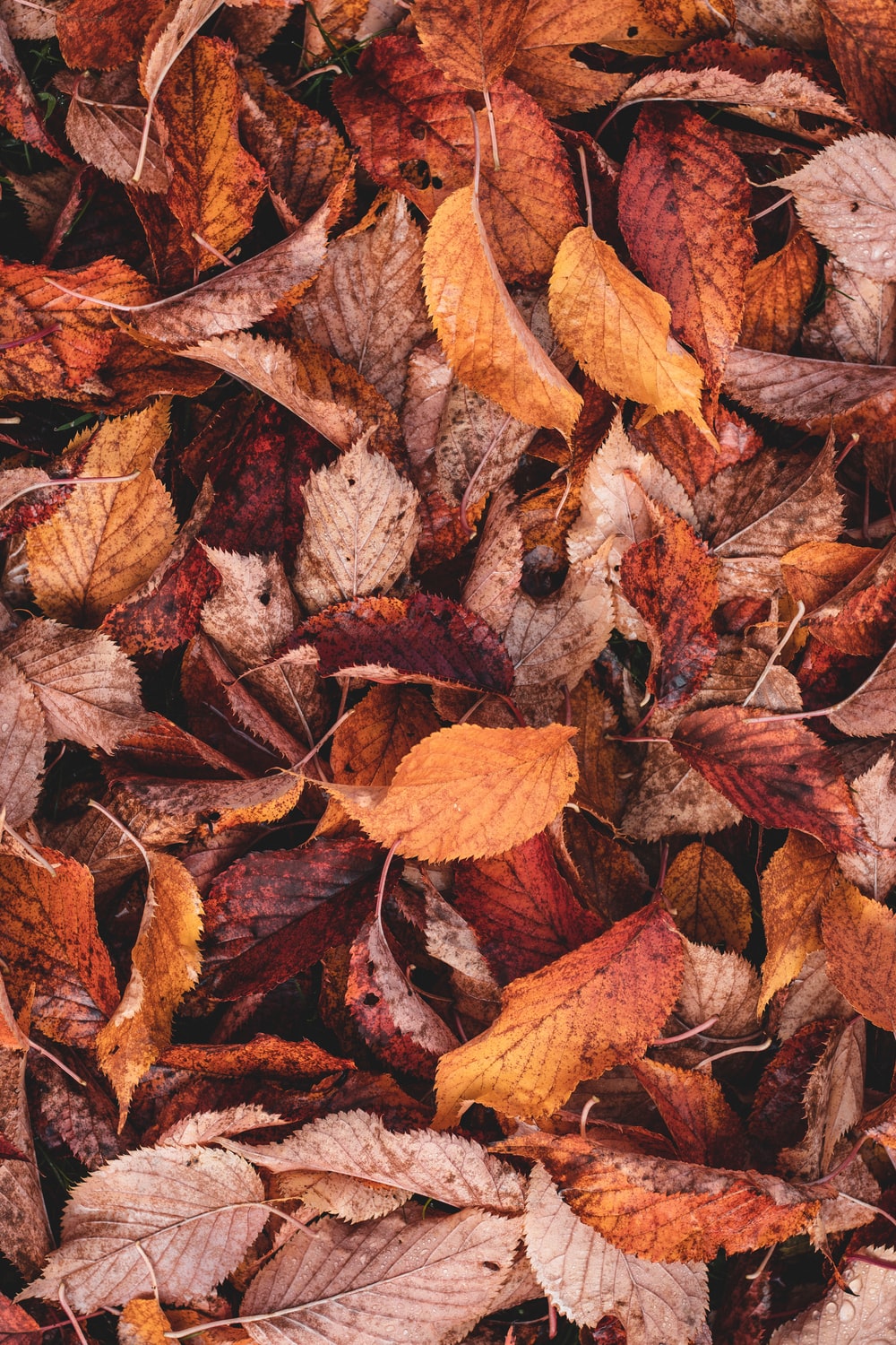 Fall Wallpaper: Free HD Download [HQ]