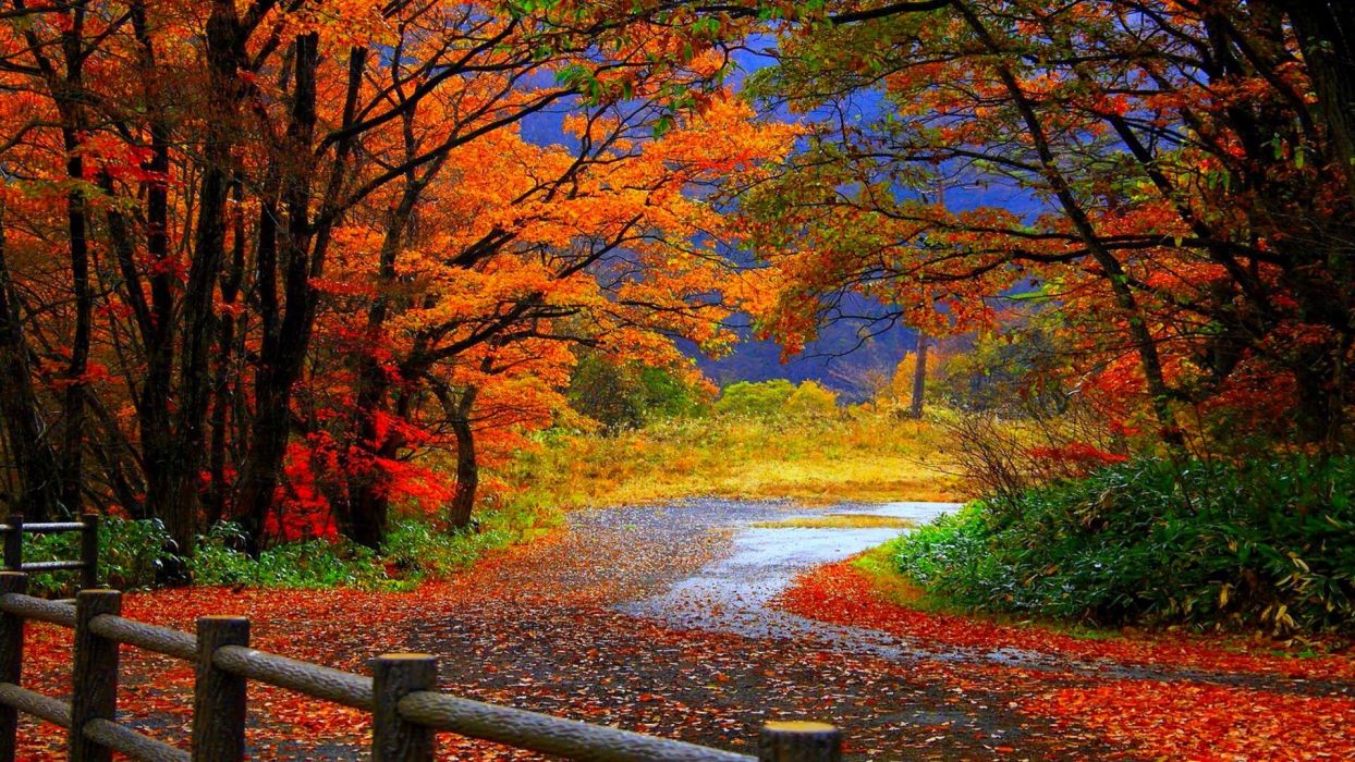 Fall Trees Wallpaper