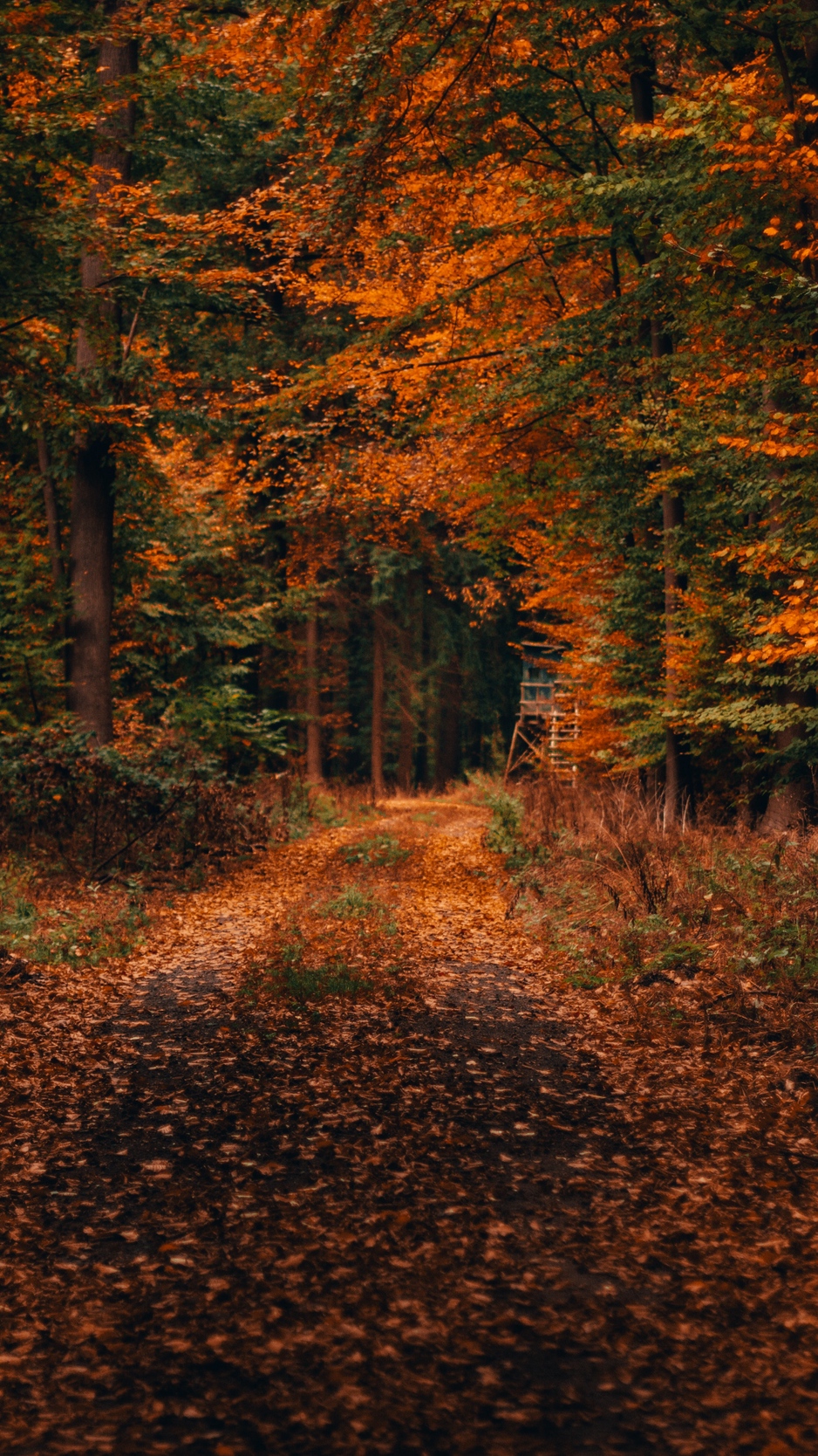 Wallpaper Forest, Path, Autumn, Foliage, Fallen, Trees, Wallpaper Macbook